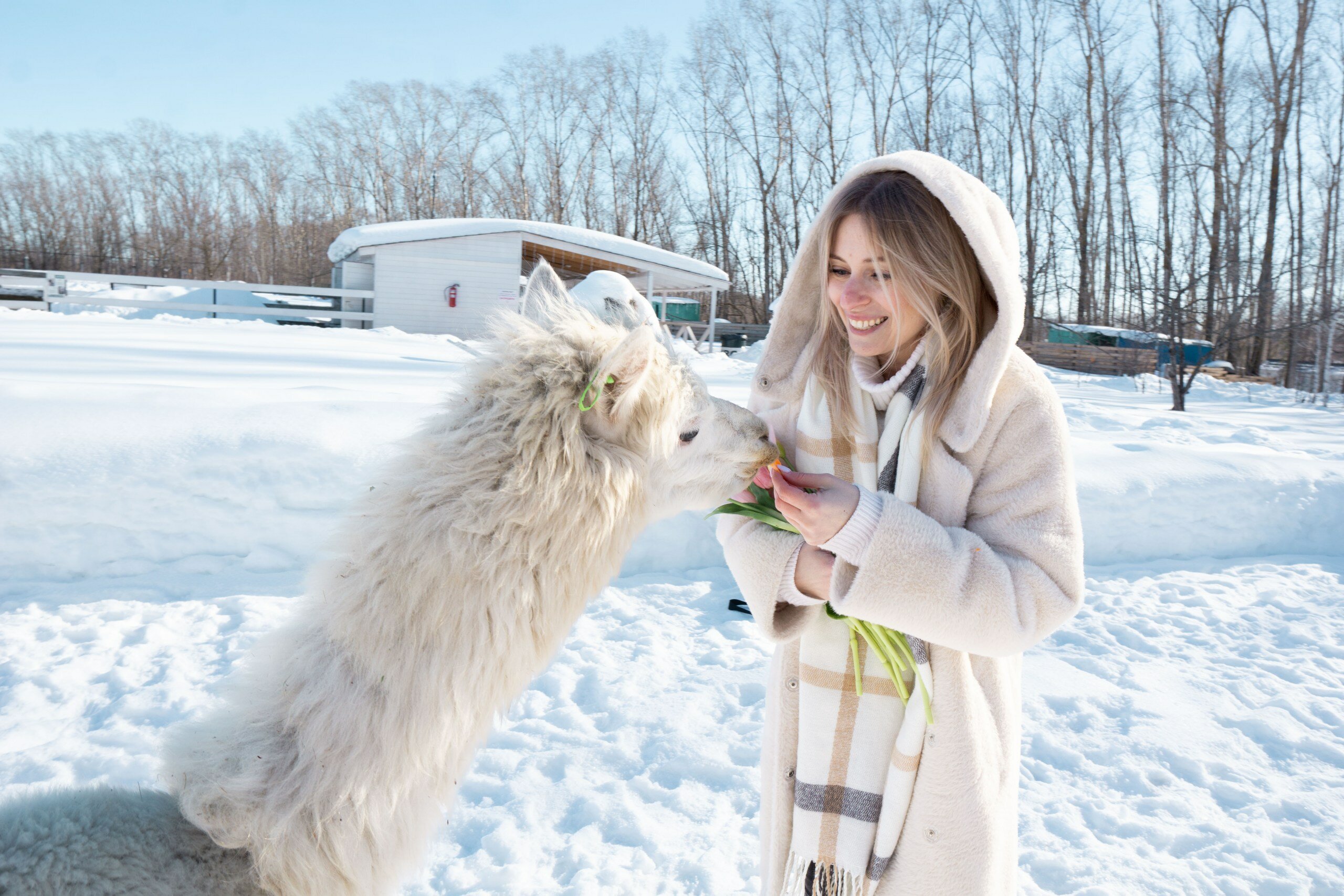 Фото Пара Альпак