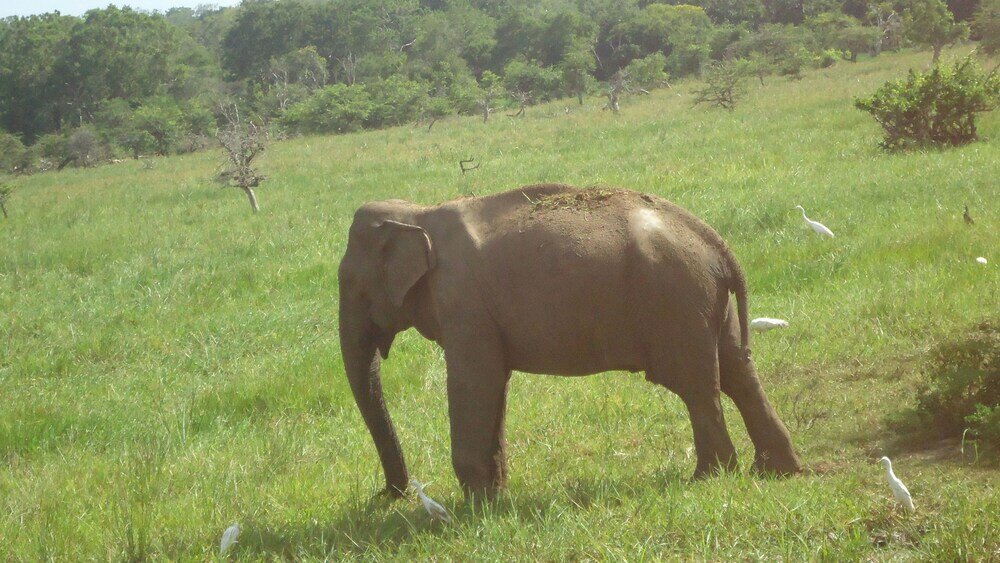 Фото Yala Big Game Drive with Heina Eco Team