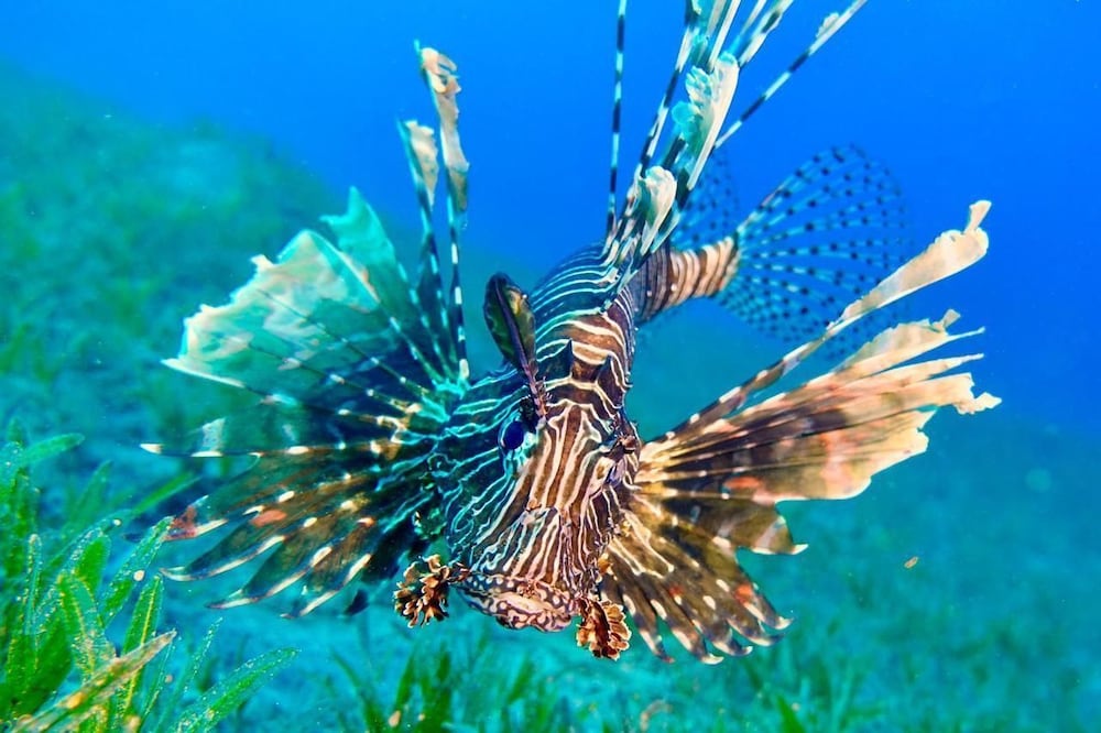 Фото Casa d'Or Dahab