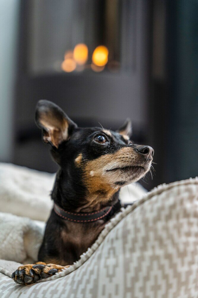 Фото Les Petits Chalets