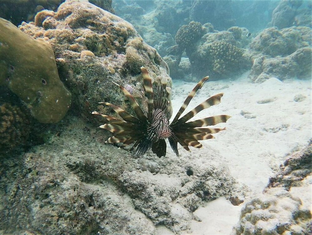 Фото One The Island