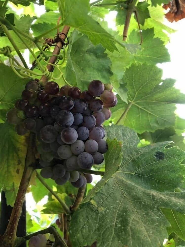 Фото Hotel Villa Ago