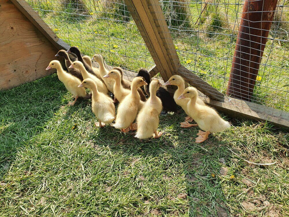 Фото Dartmoor Reach Alpaca Farm