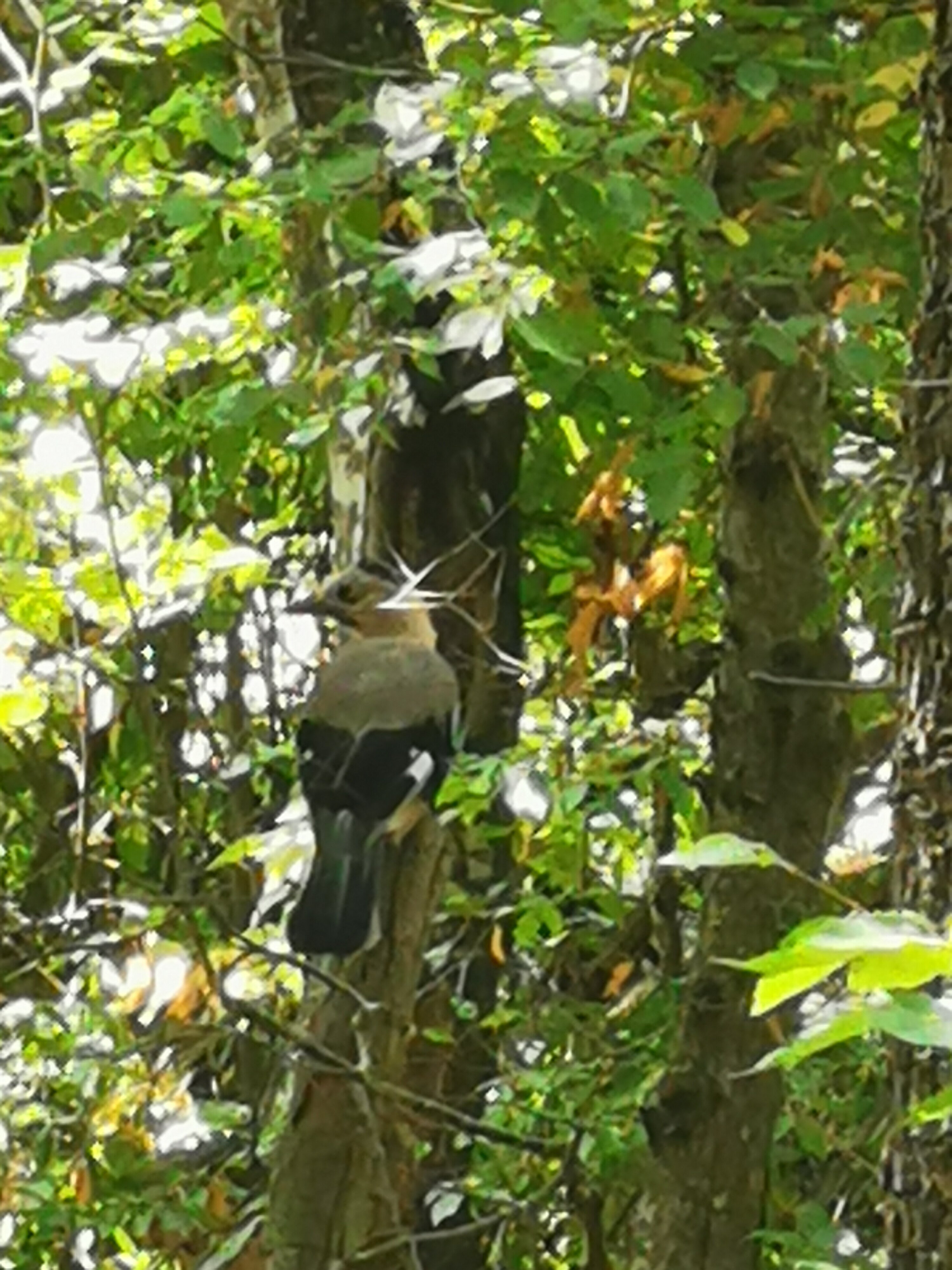 Фото Можжевеловая Роща