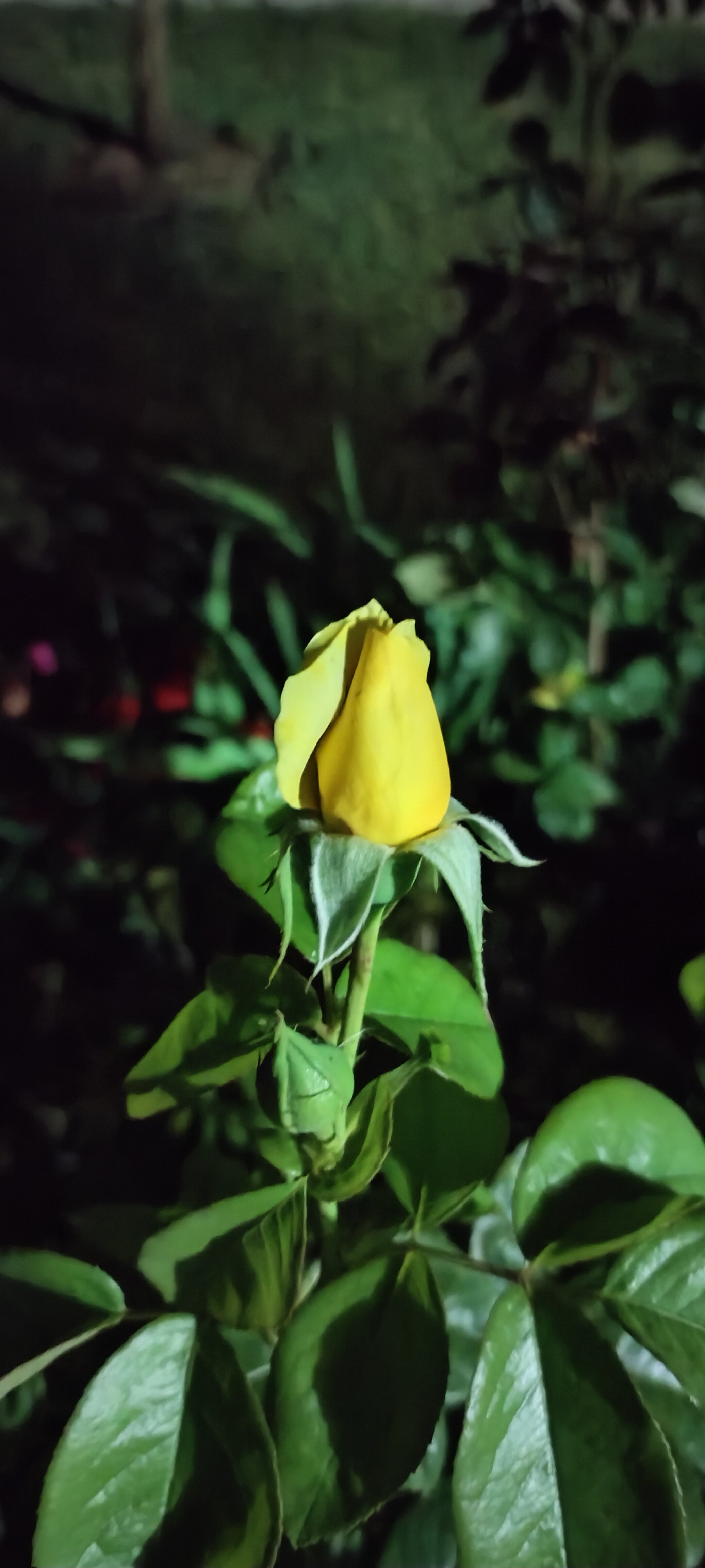 Фото Вилла Гармония