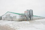 Свинокомплекс Хвалынский (Saratov Region, Engelsskiy rayon) ، مزرعة ماشية