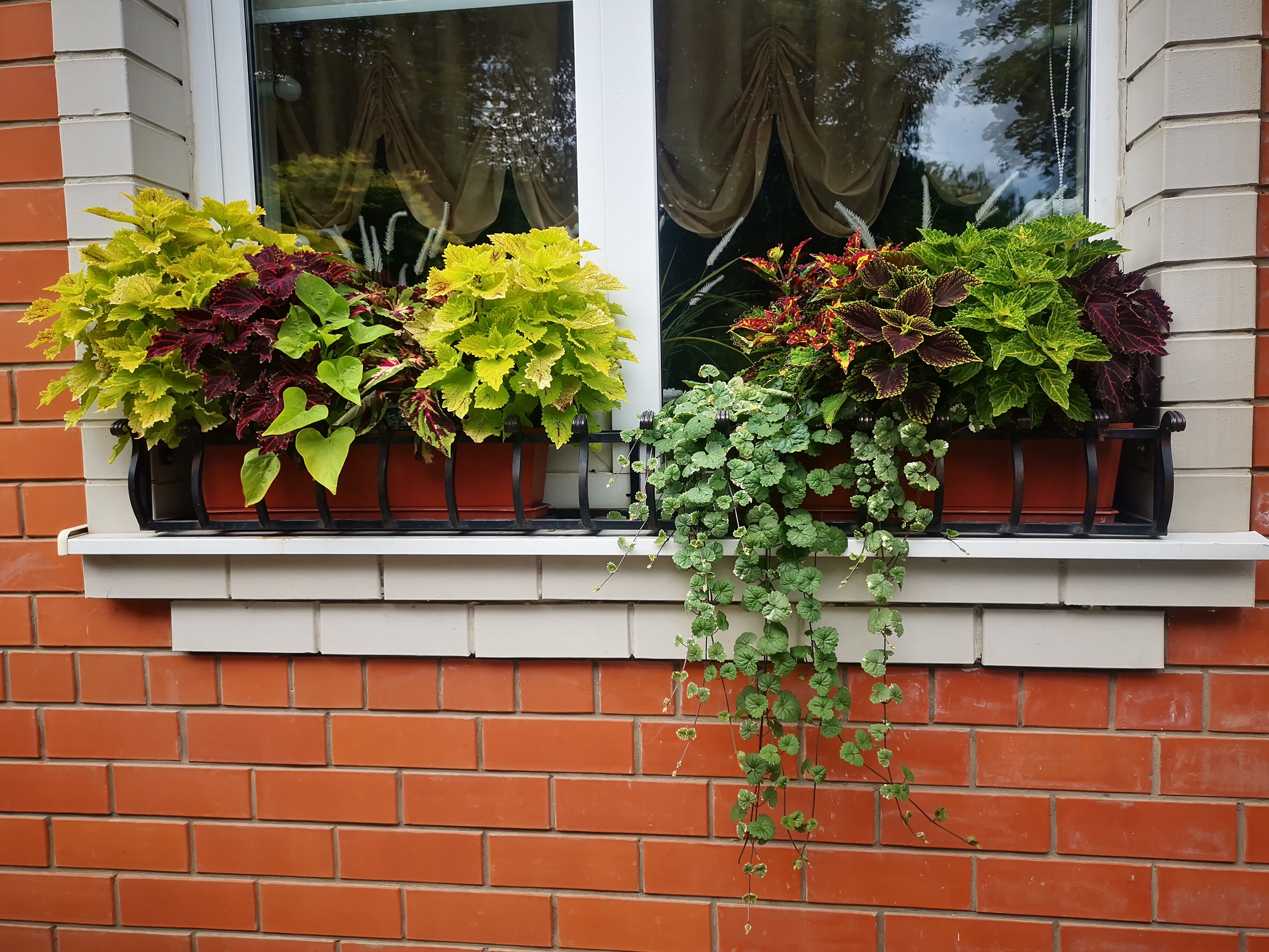 Фото Соловей