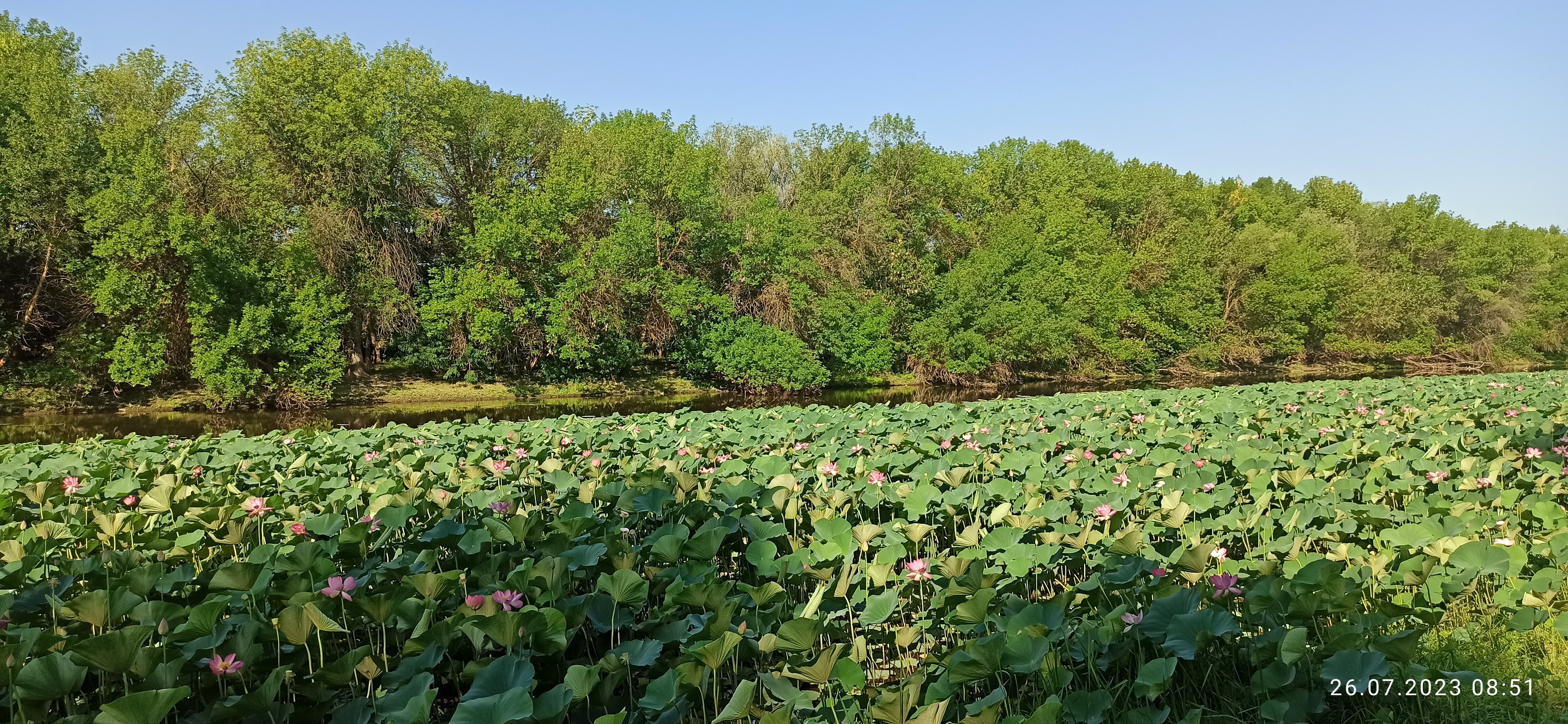 Фото Домик в Лотосах