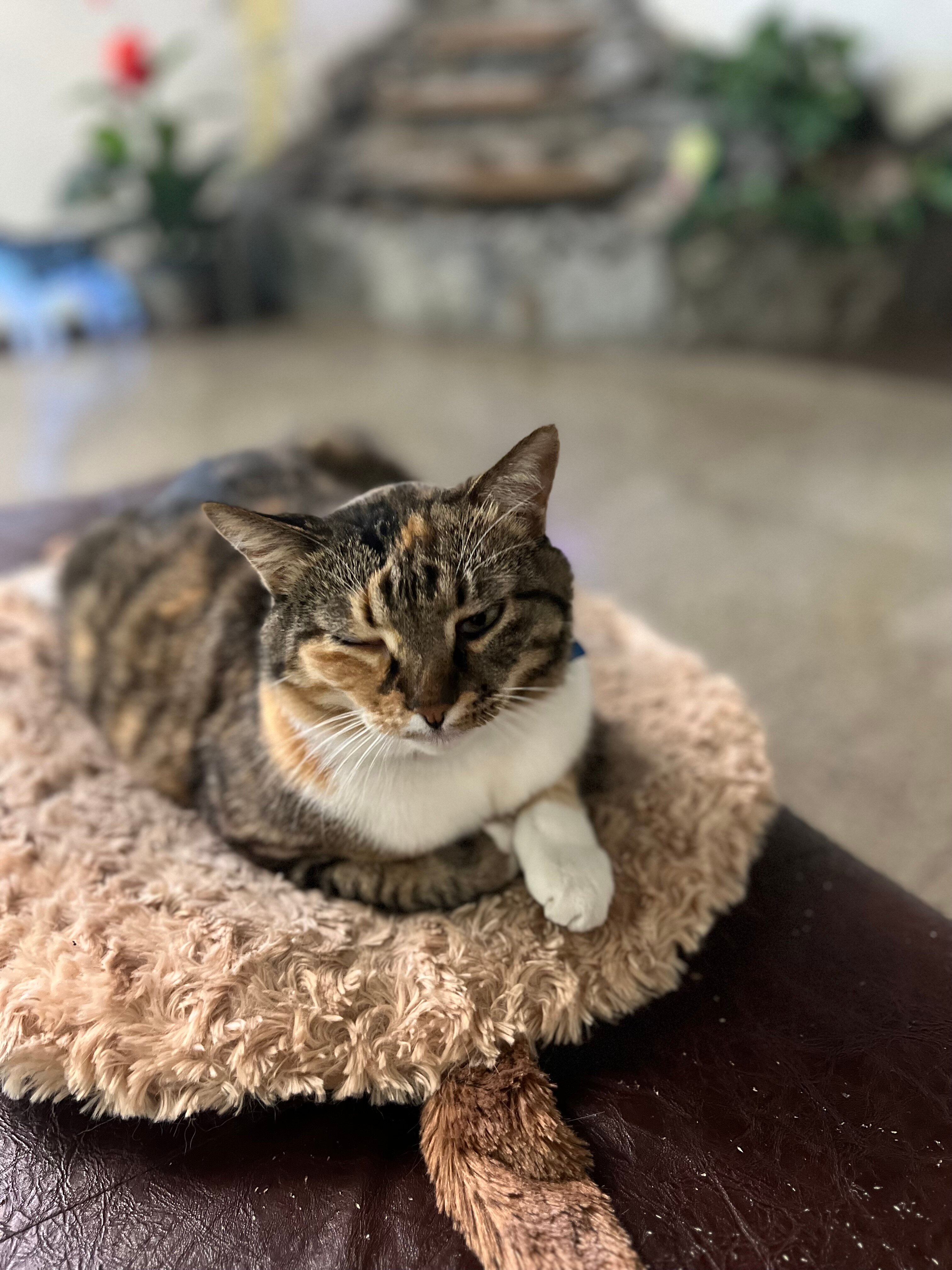 Фото Золотая Лилия