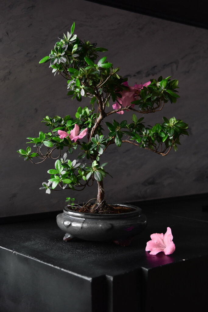 Flower shop Art of Bonsai, Moscow, photo