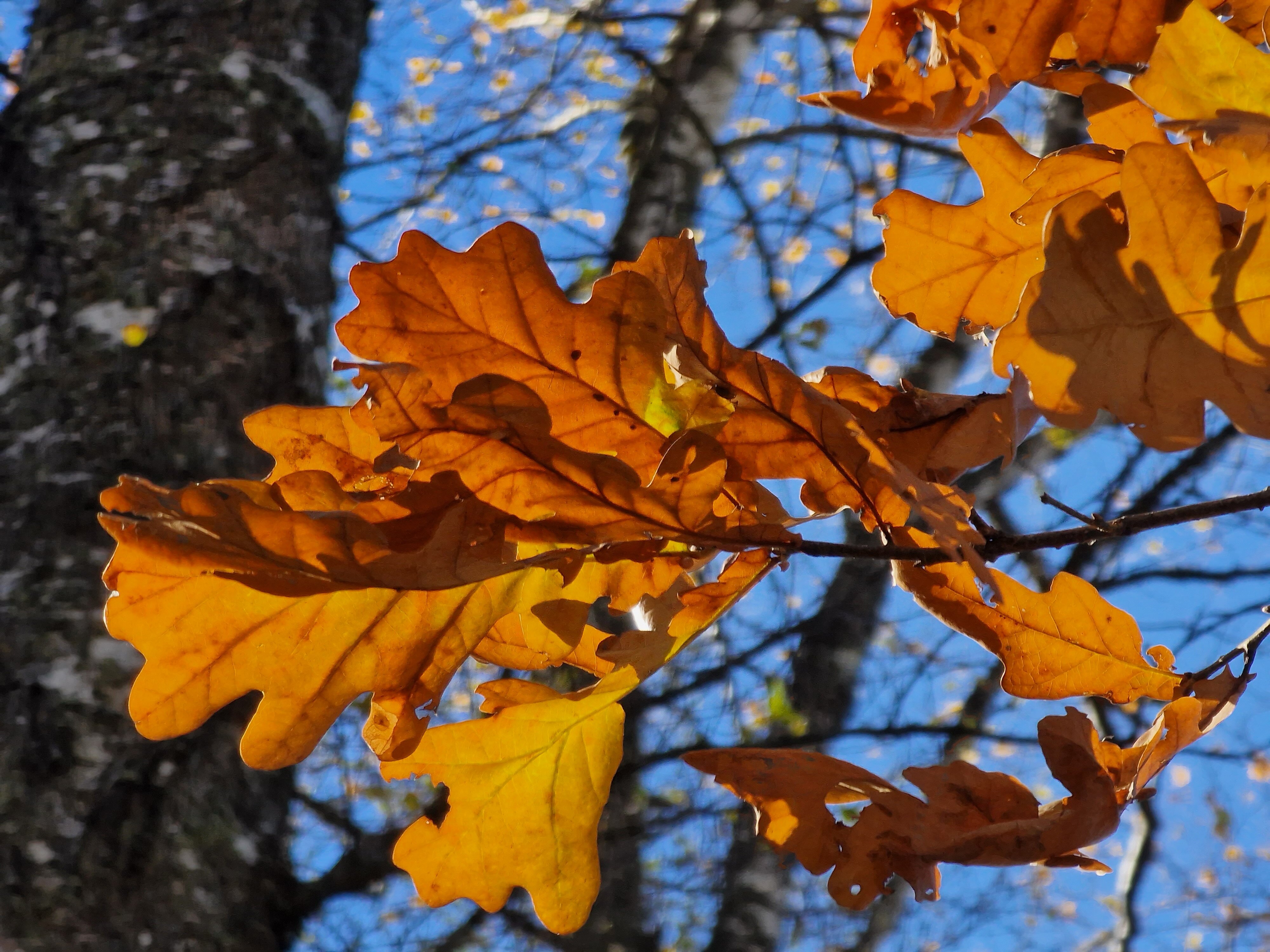 Фото Light House