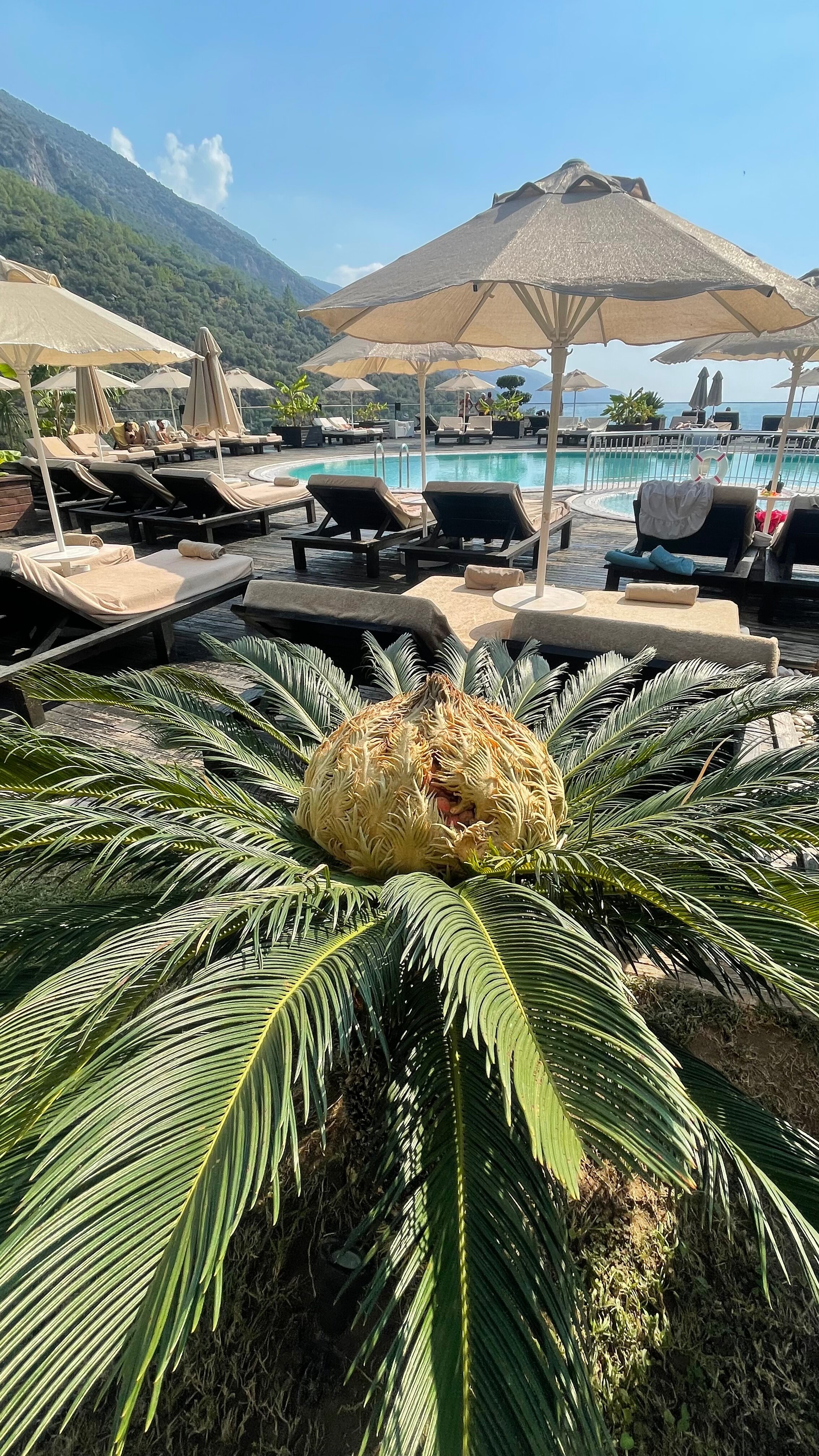 Фото Manaspark Deluxe Hotel Ölüdeniz