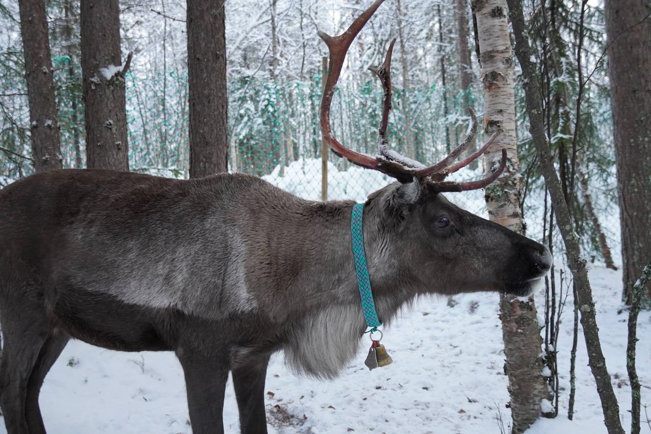 Фото Северное сияние