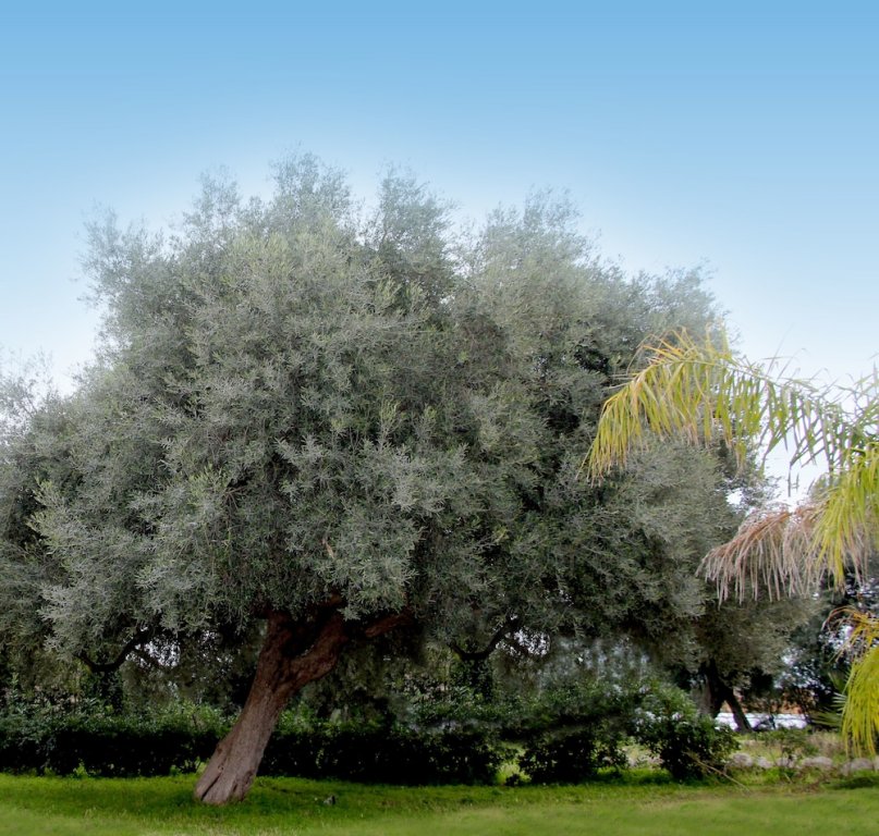 Фото Zaiera Resort Club