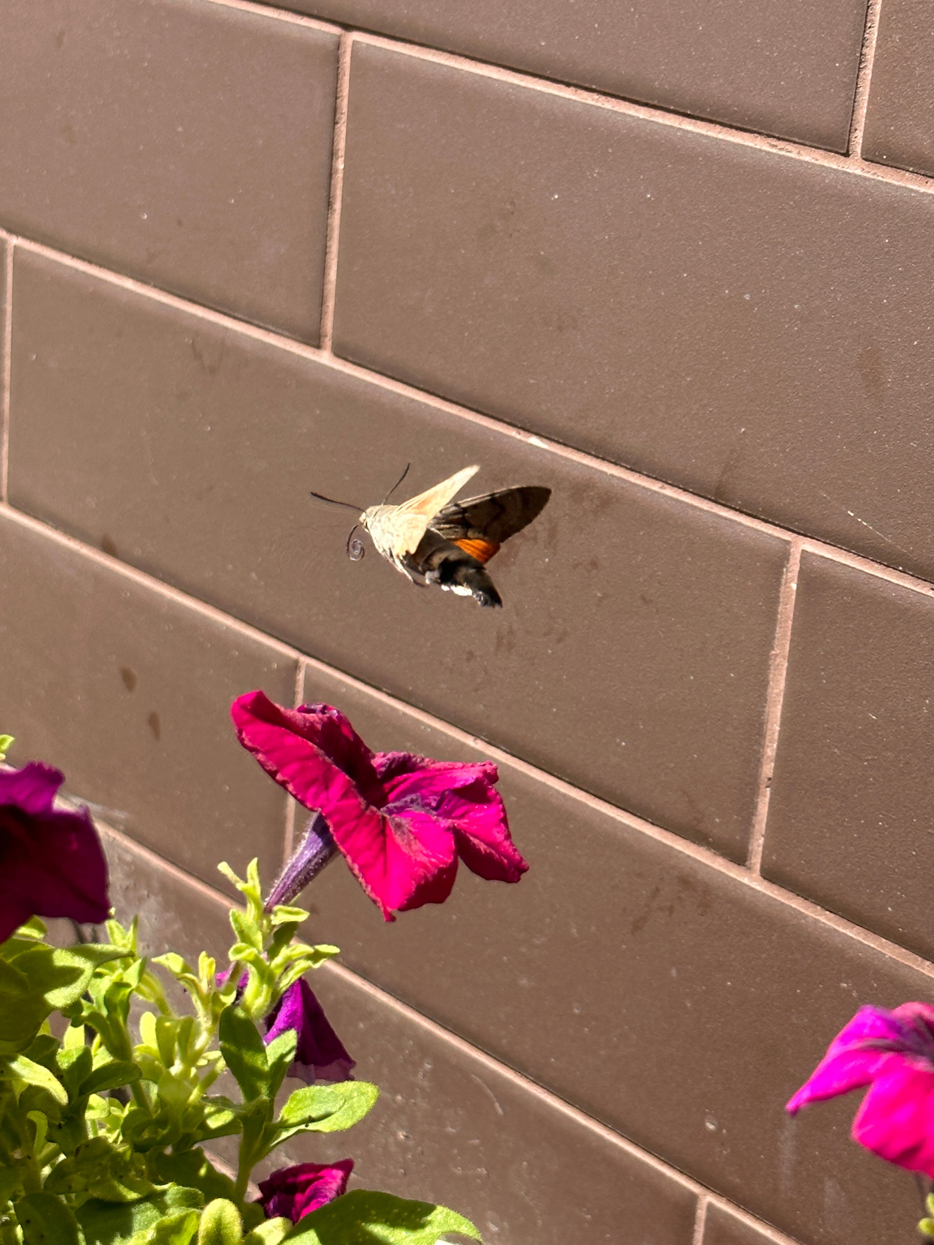 Фото Розов хутор