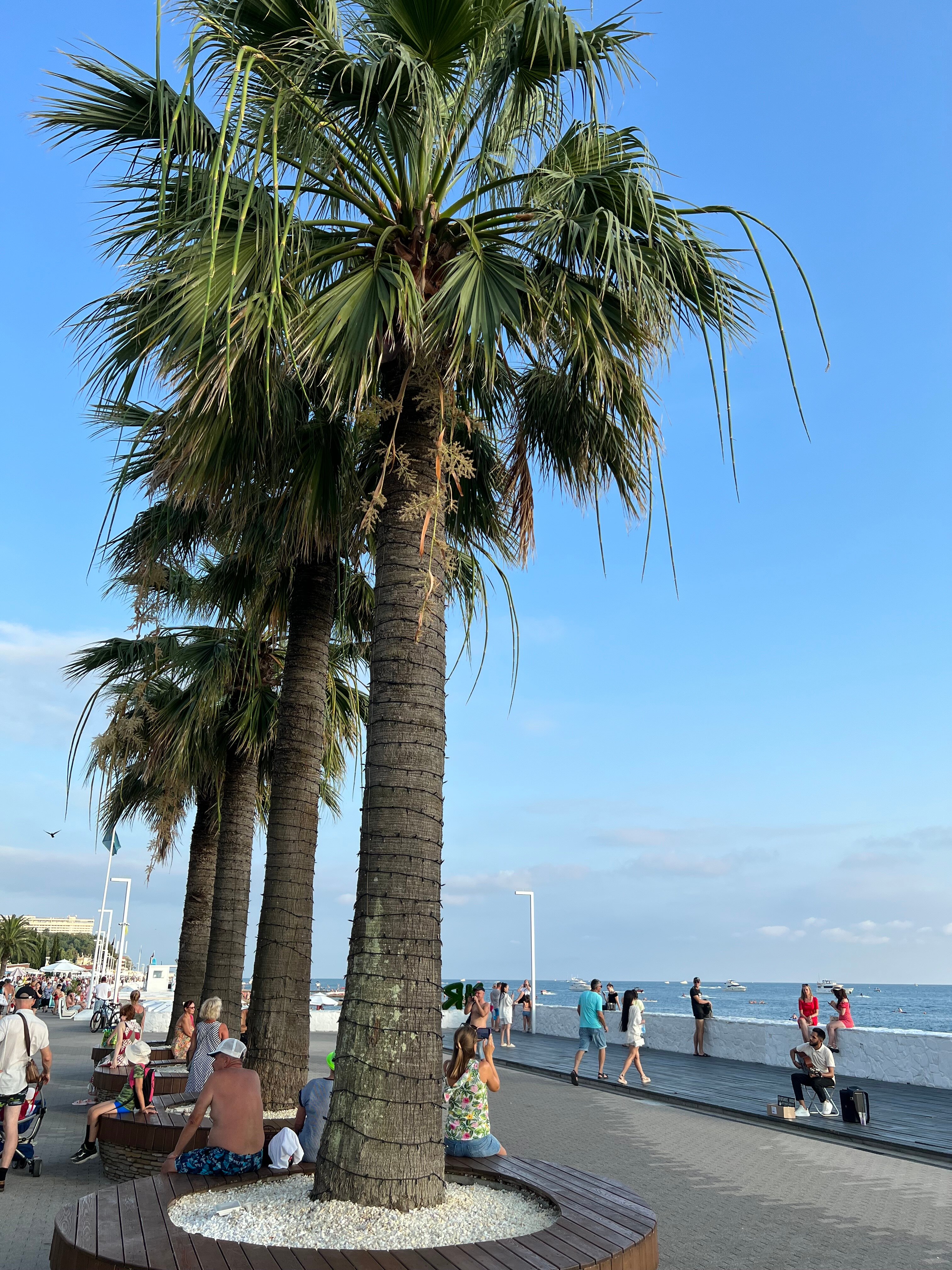 Фото Две оливы