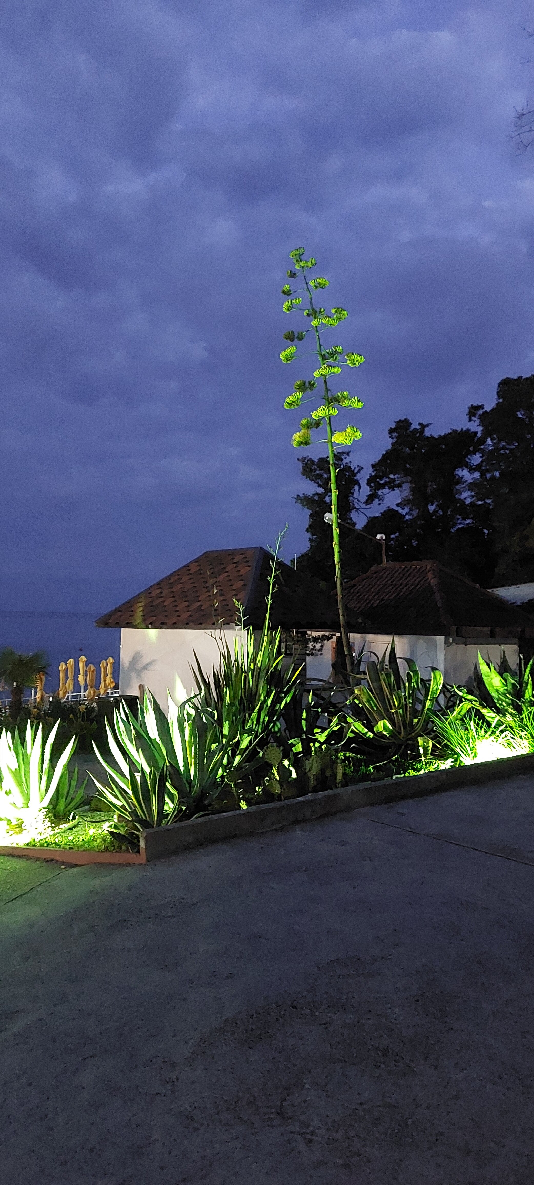 Фото Green Apple