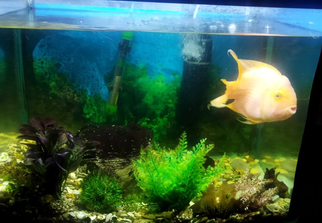 Фото Берёзка