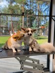 Doggo (derevnya Enkolovo, KP Okhtinskiy park, ulitsa Okhtinskaya Perspektiva, 1А) ، صالون حيوانات أليفة