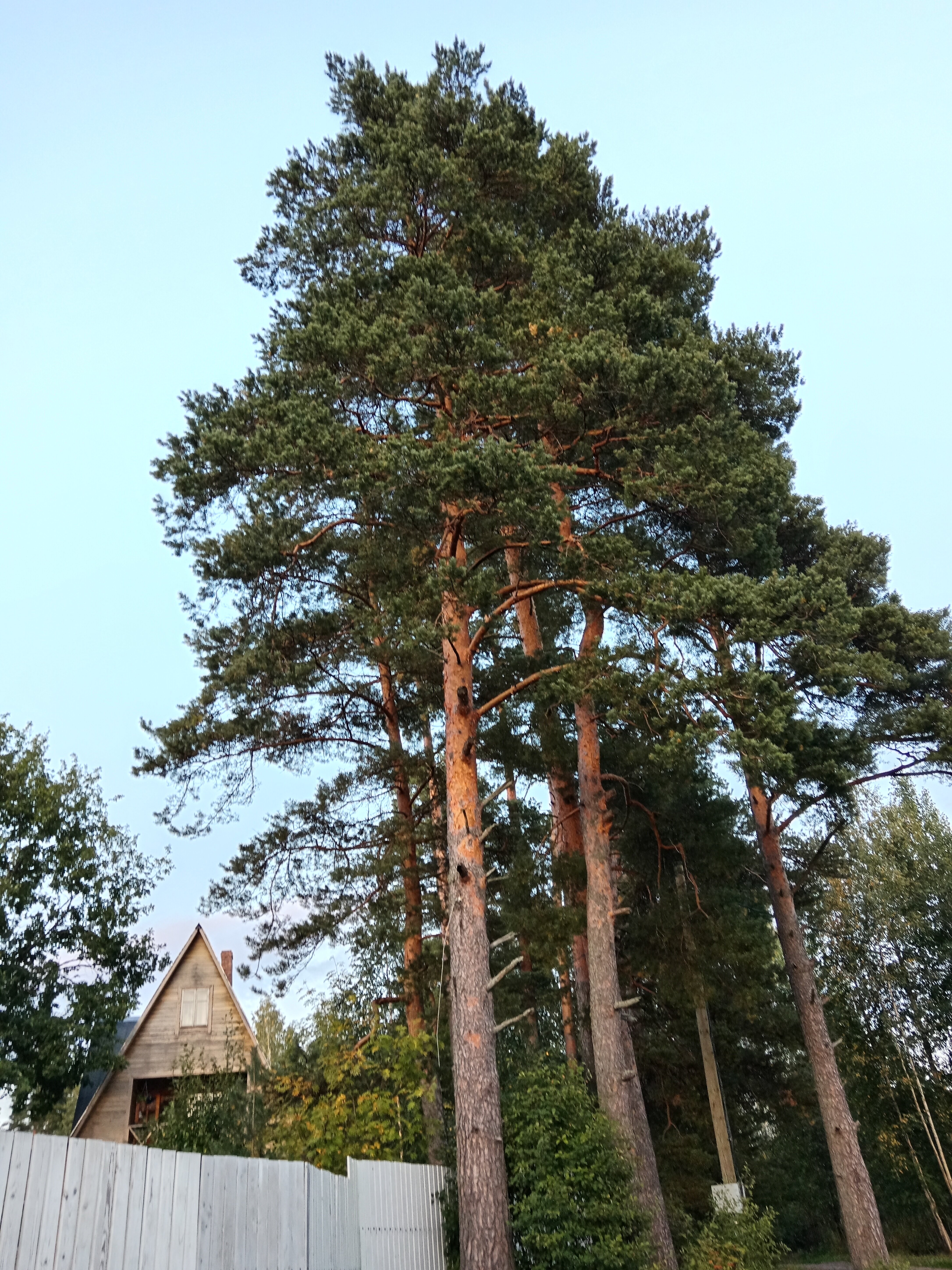 Фото Беличье