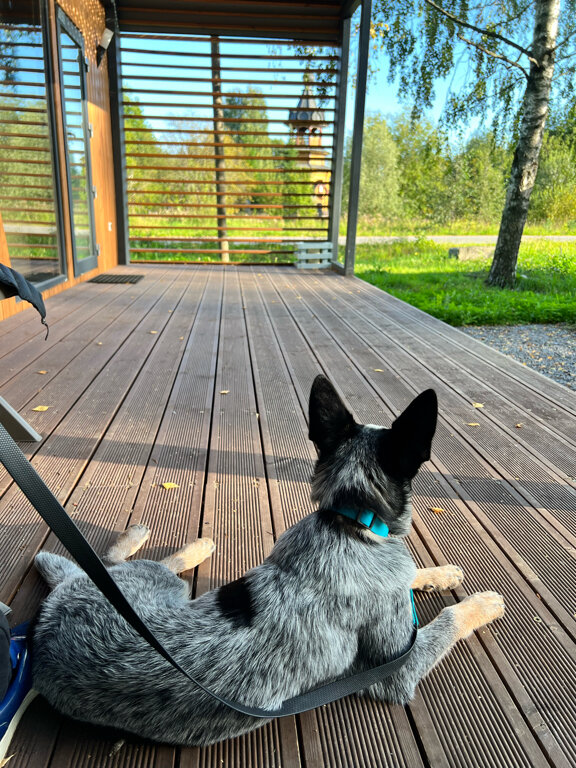 Фото Карлен