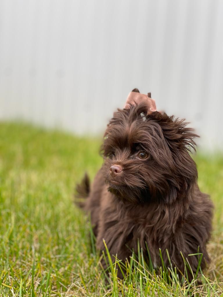 Фото Защепино