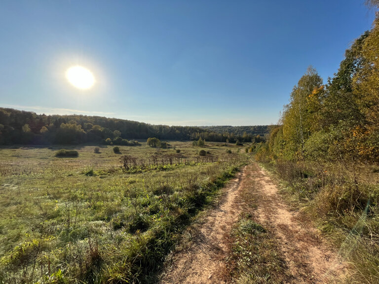 Фото Берёзовая роща