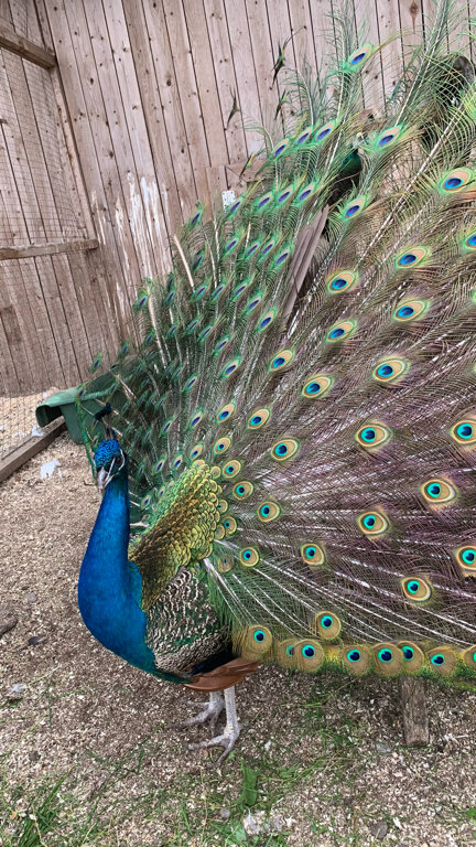 Фото Мурманская страусиная ферма