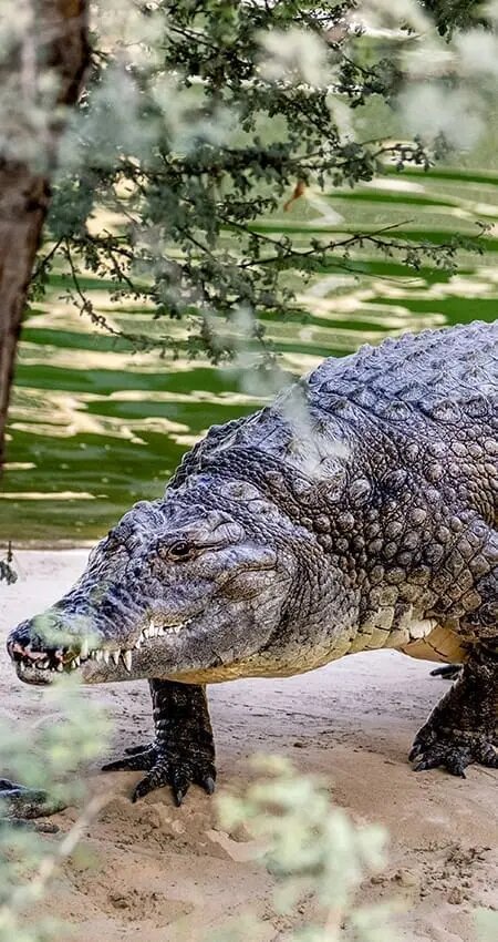 Conference and meeting hall Okavango Room, Dubai, photo