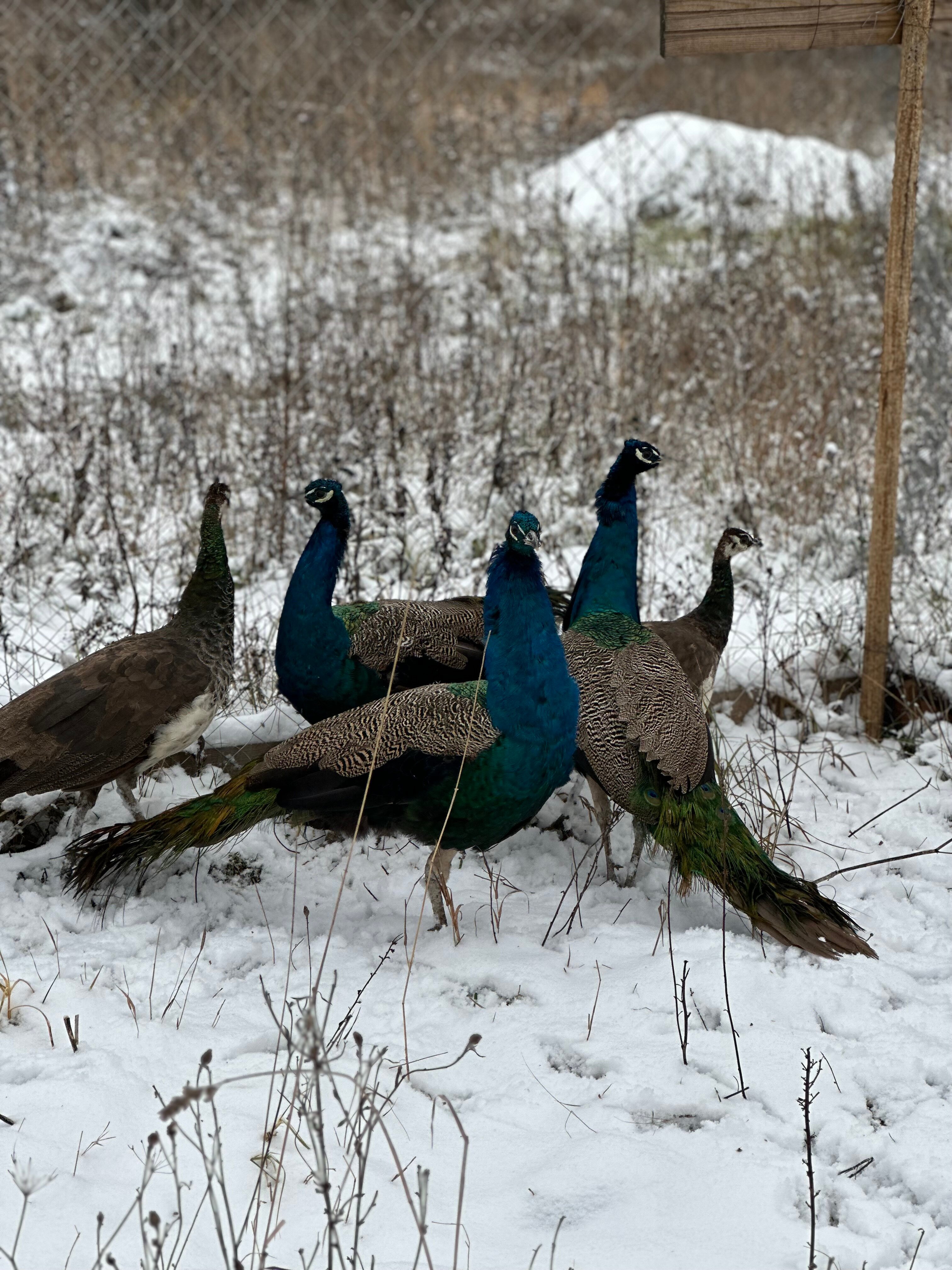 Фото Просто Cosmos