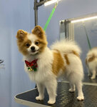 Cosmopes (8 Marta Street, 48к1), pet salon