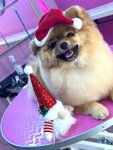 Mirra Groom (Spasskiy pereulok, 16), pet salon