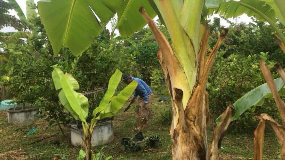 Фото Songphu Homestay