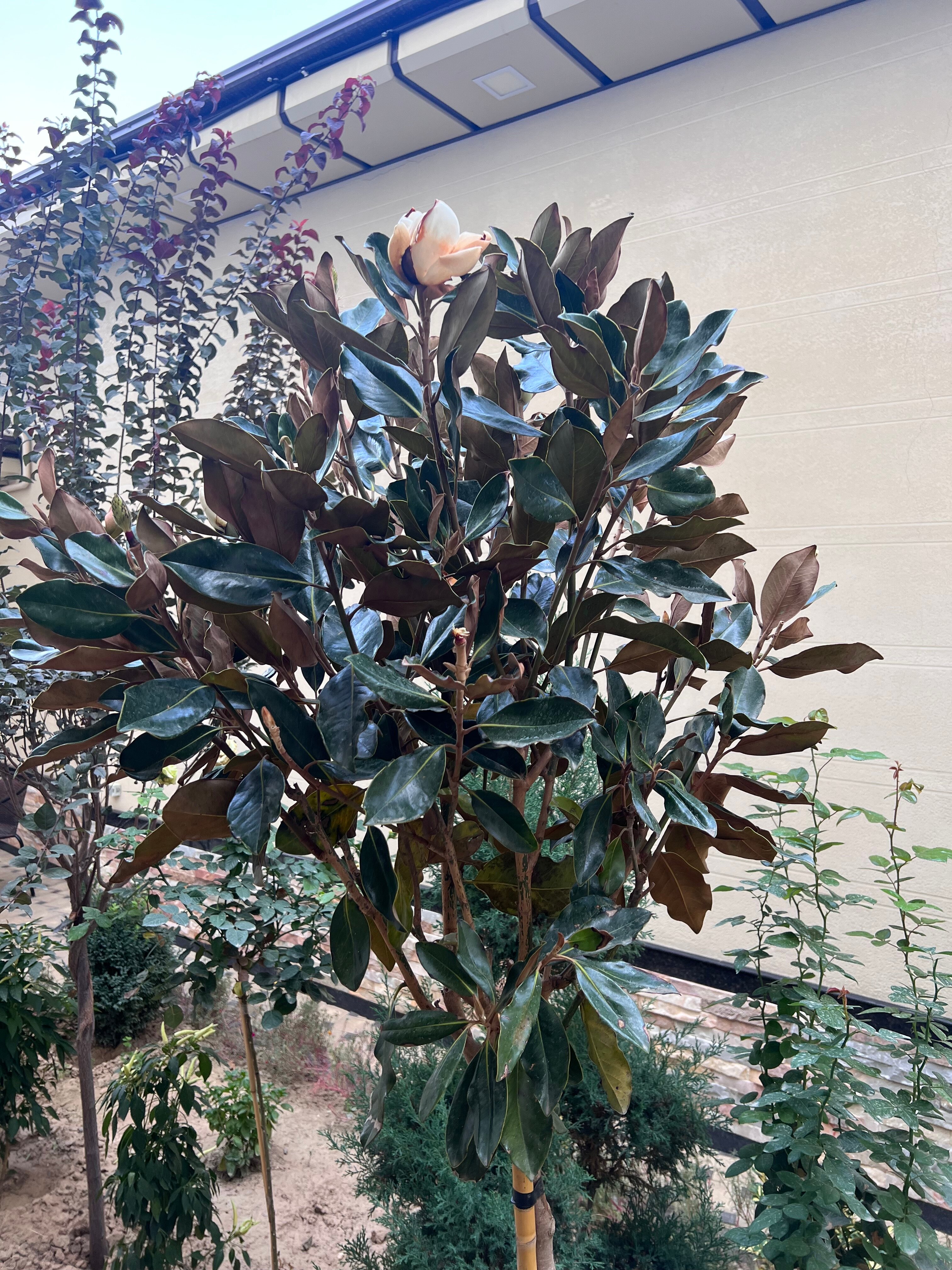 Фото Bristol Hotel Tashkent