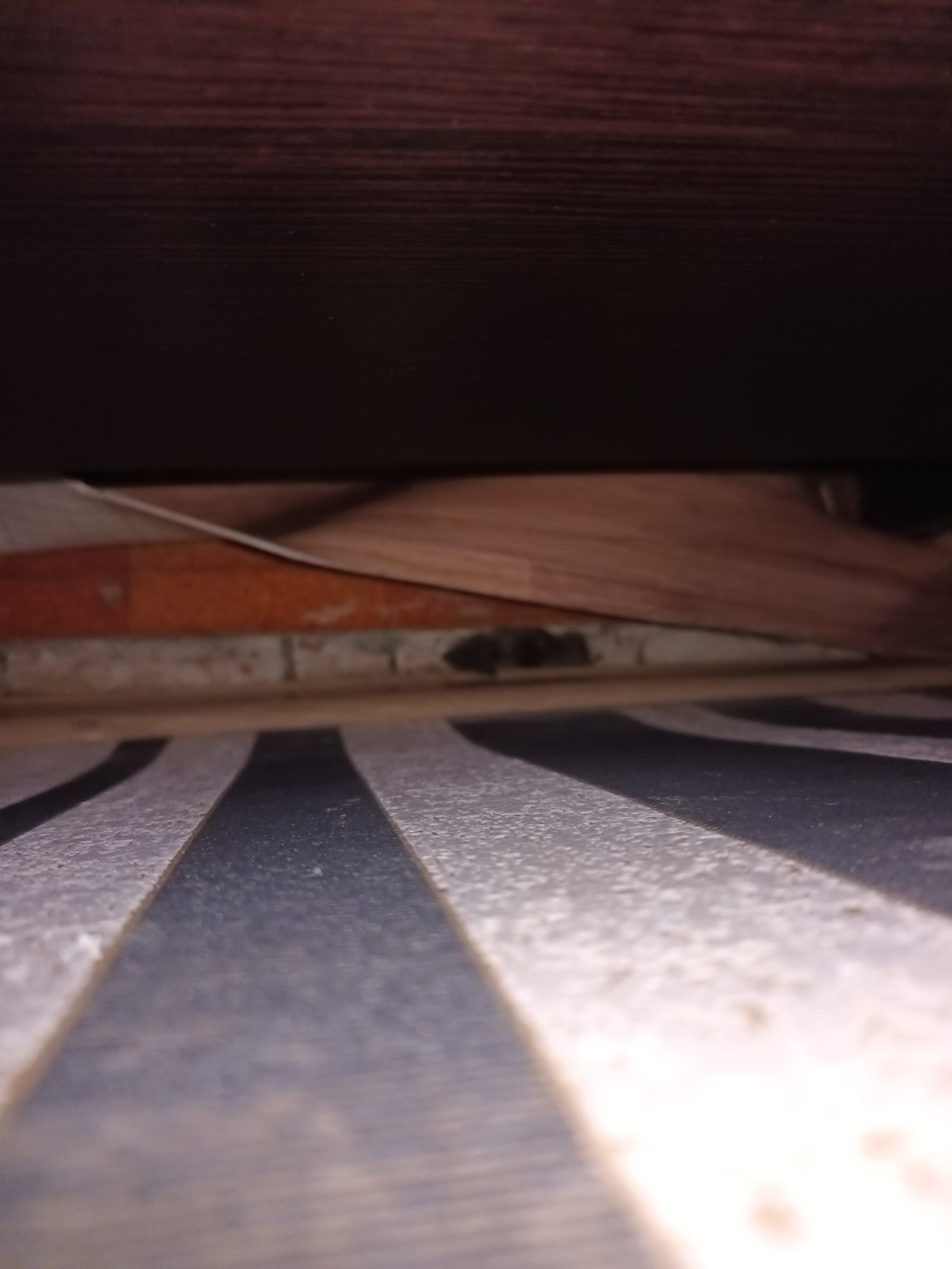 Фото Базилик