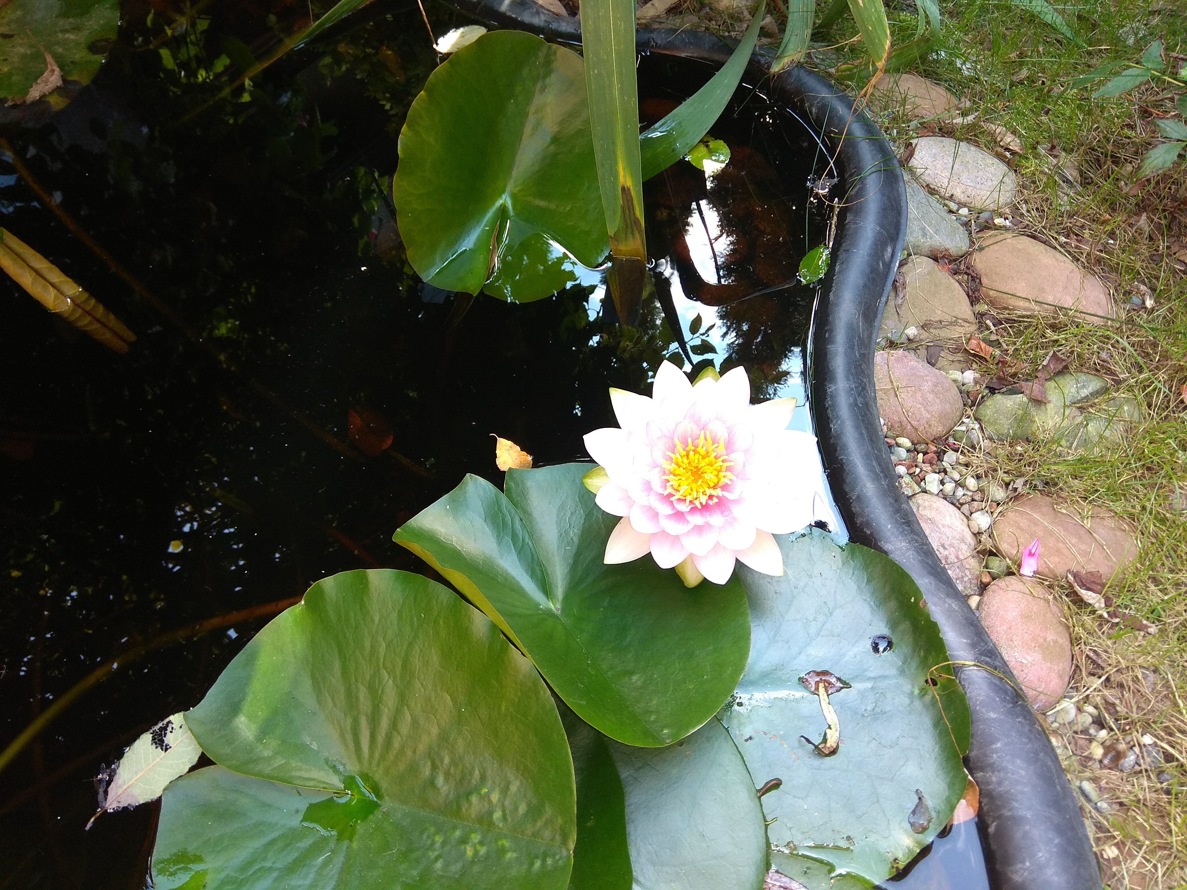 Фото Вилла Тобиас