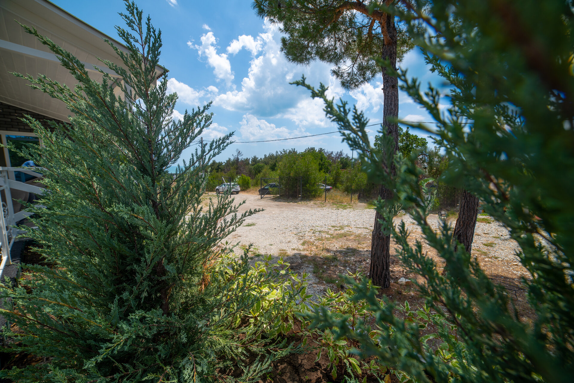 Фото Елки и Иголки