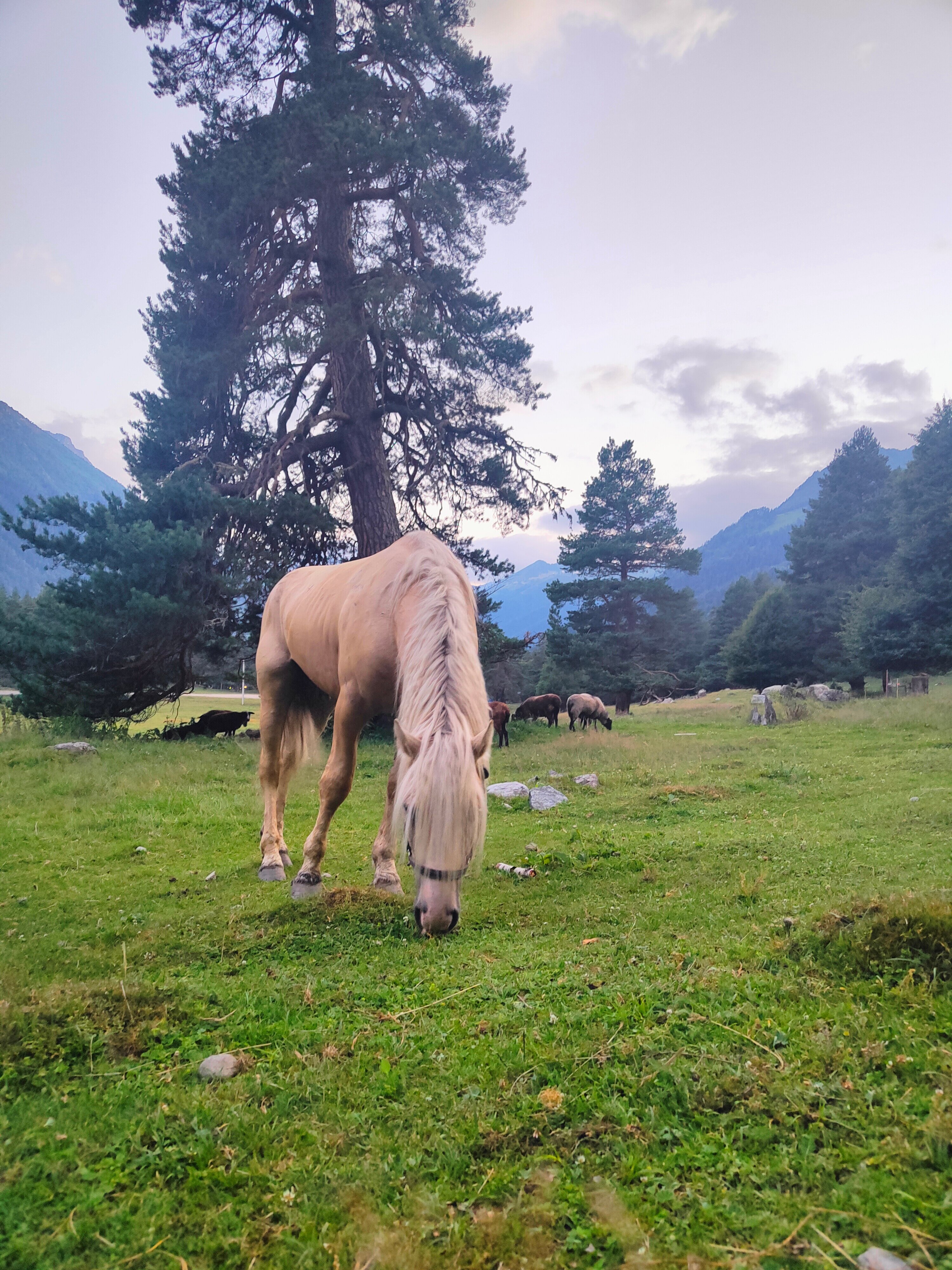 Фото Лесной кот