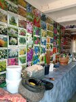 Pitomnik48lip (selo Krutyye Khutora, pereulok Kosmonavtov, 4), plant nursery