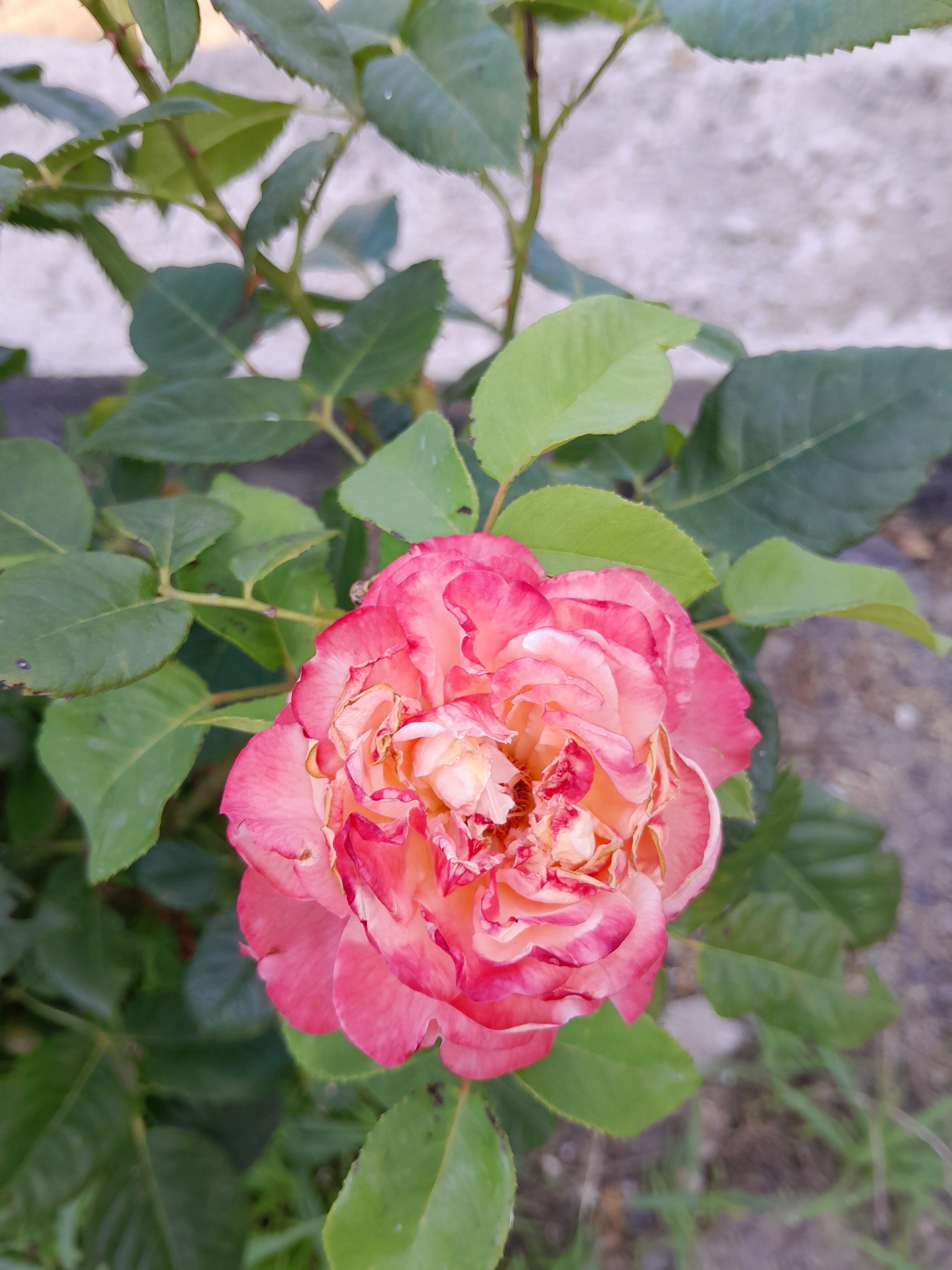 Фото Гранат