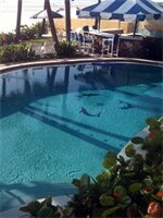 Фото Flamingo Inn Beachfront