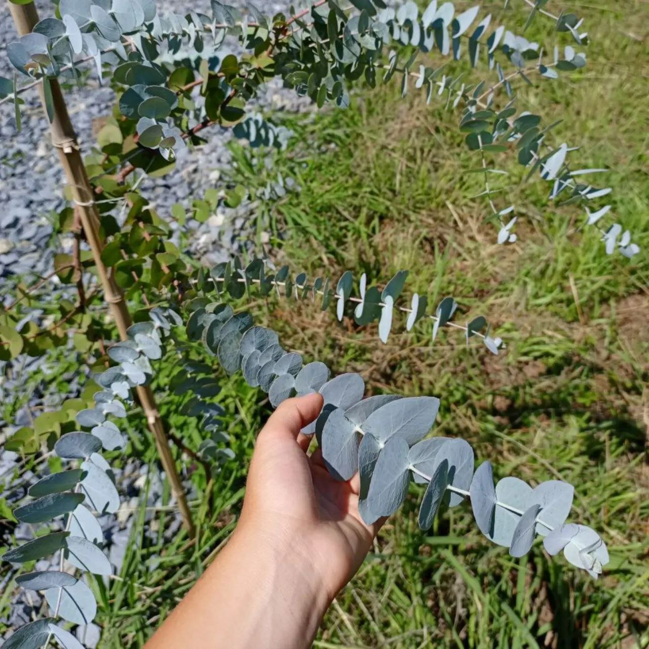 Фото Сад чудес