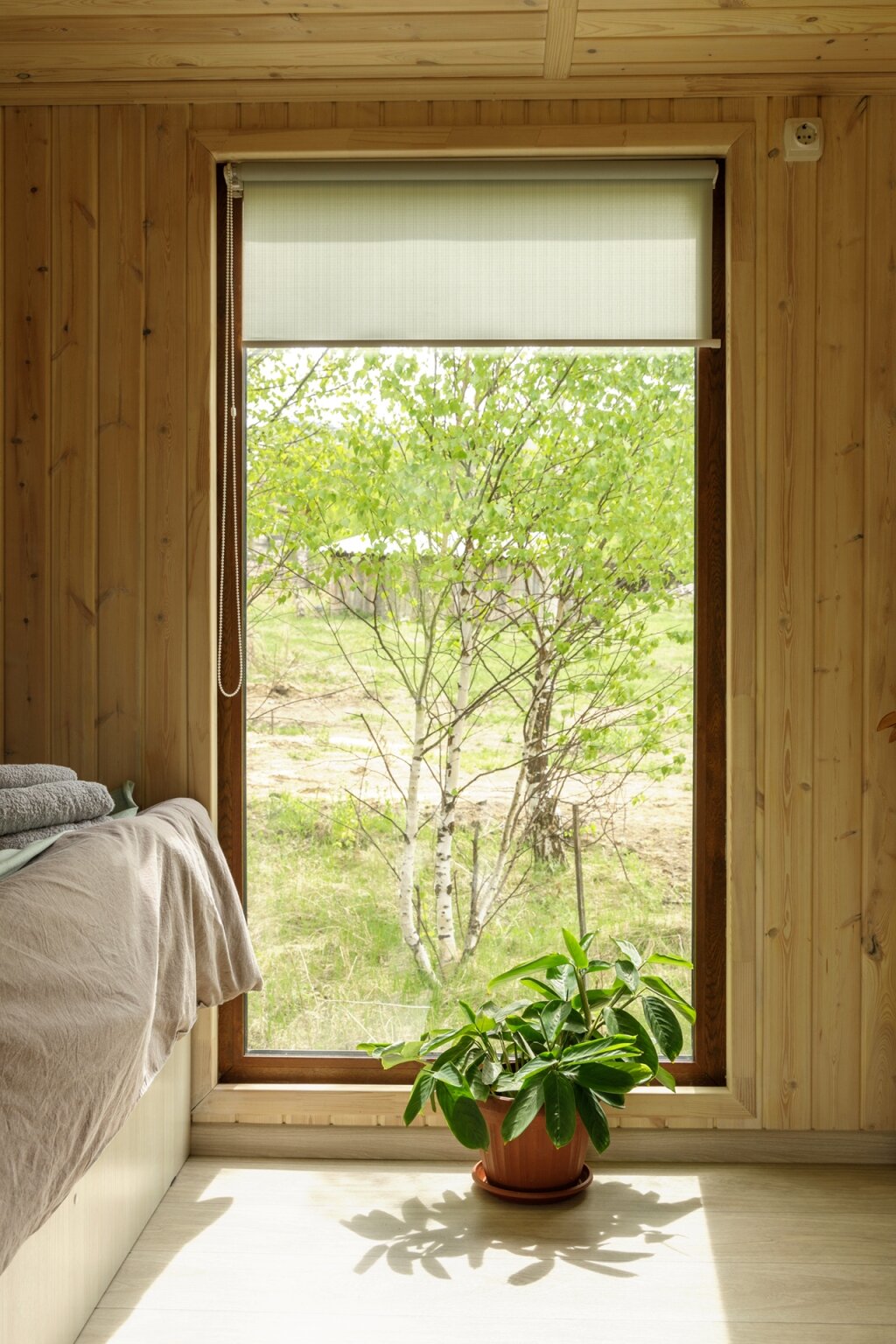 Фото Чайное гнёздышко