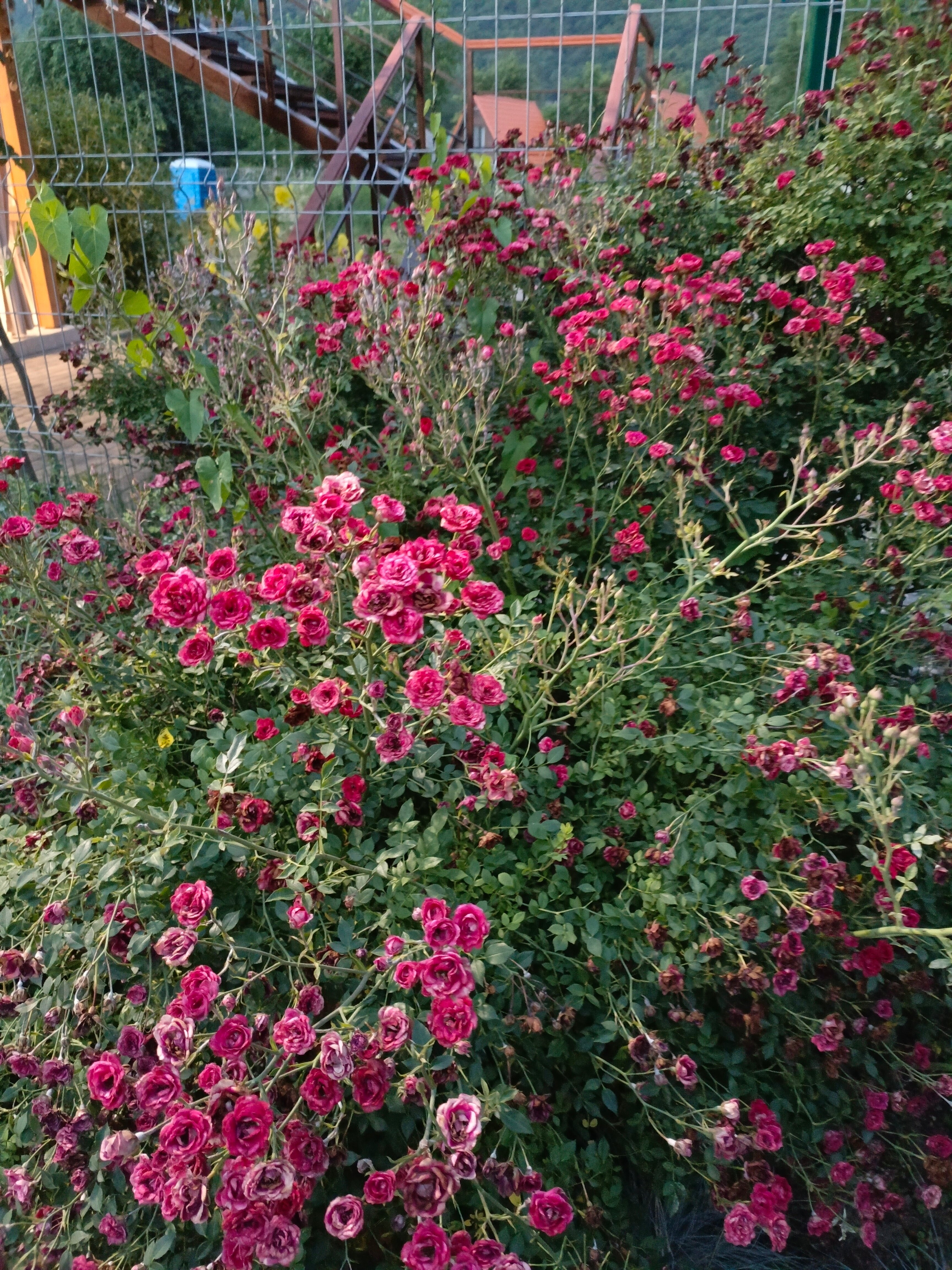 Фото Кордес