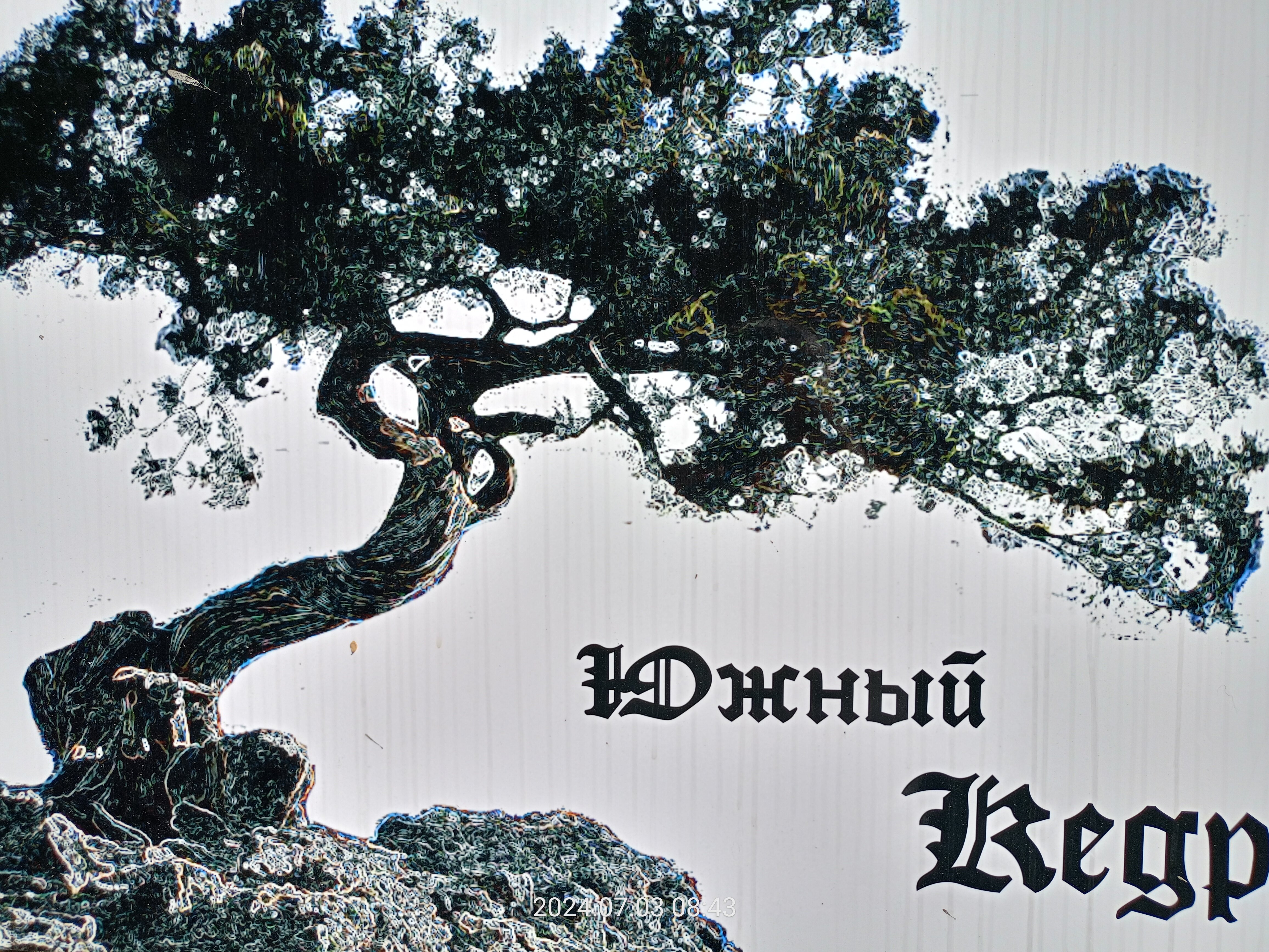 Фото Южный Кедр