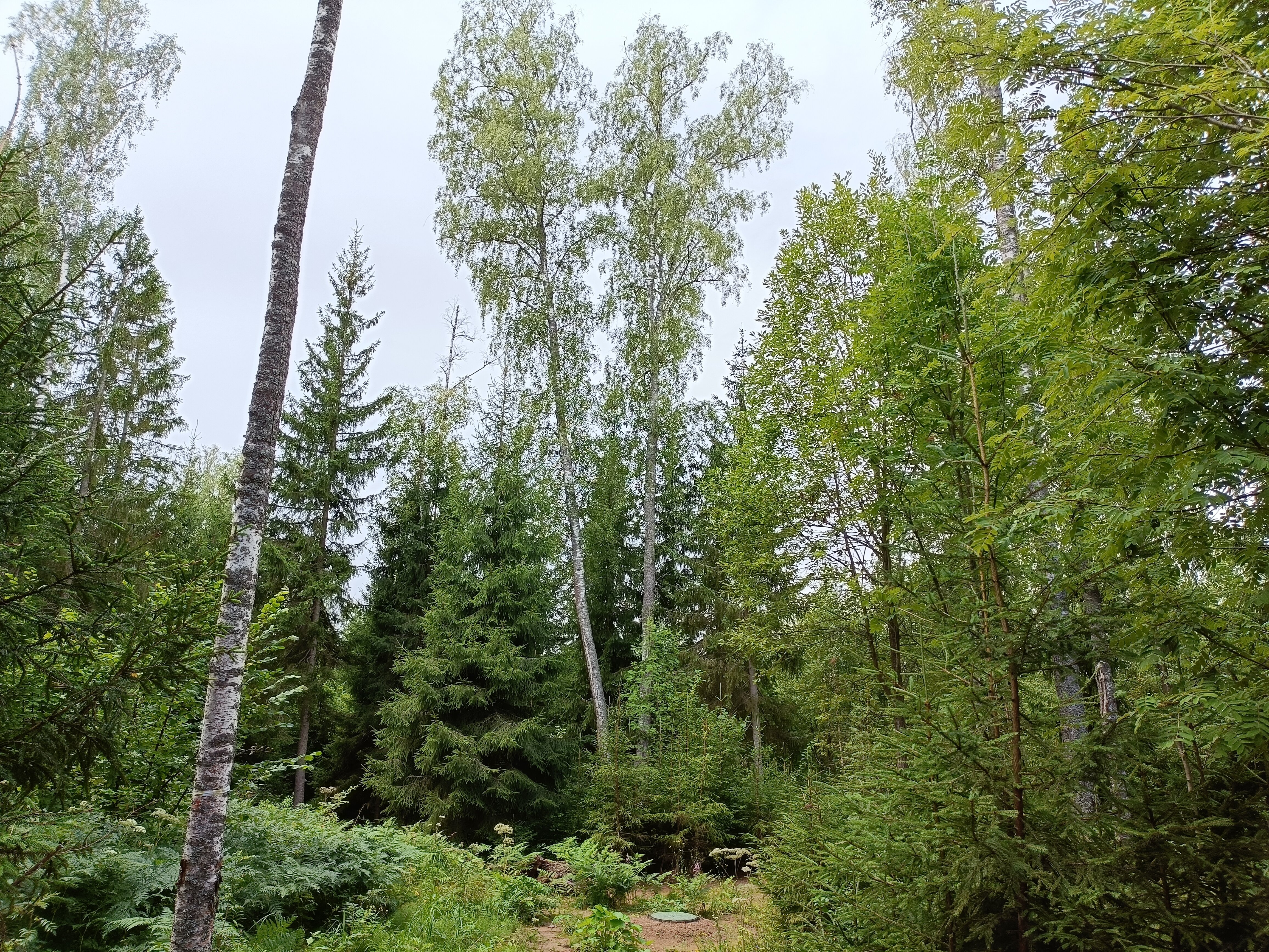 Фото Нешалаши