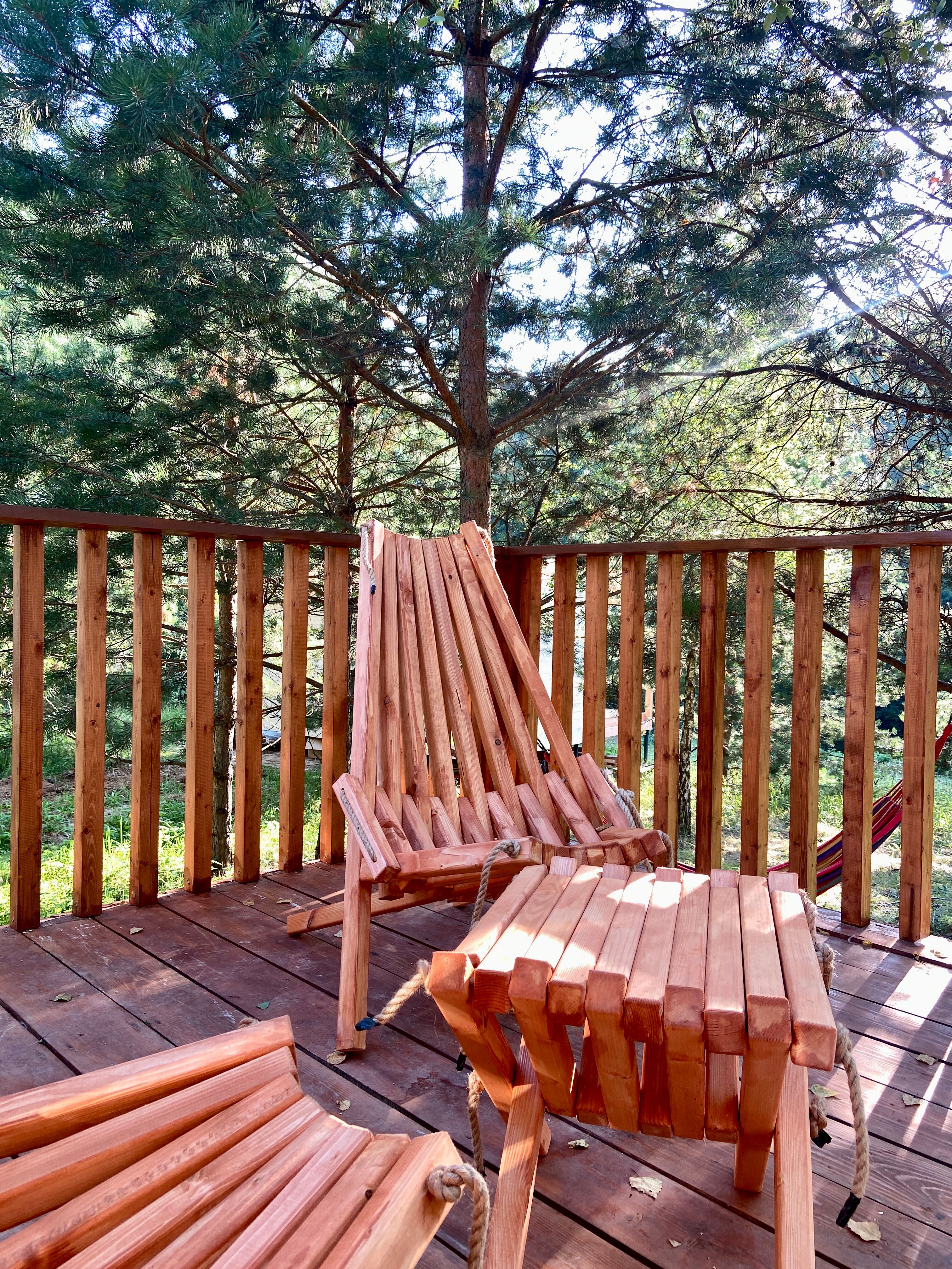 Фото Хвойный парк