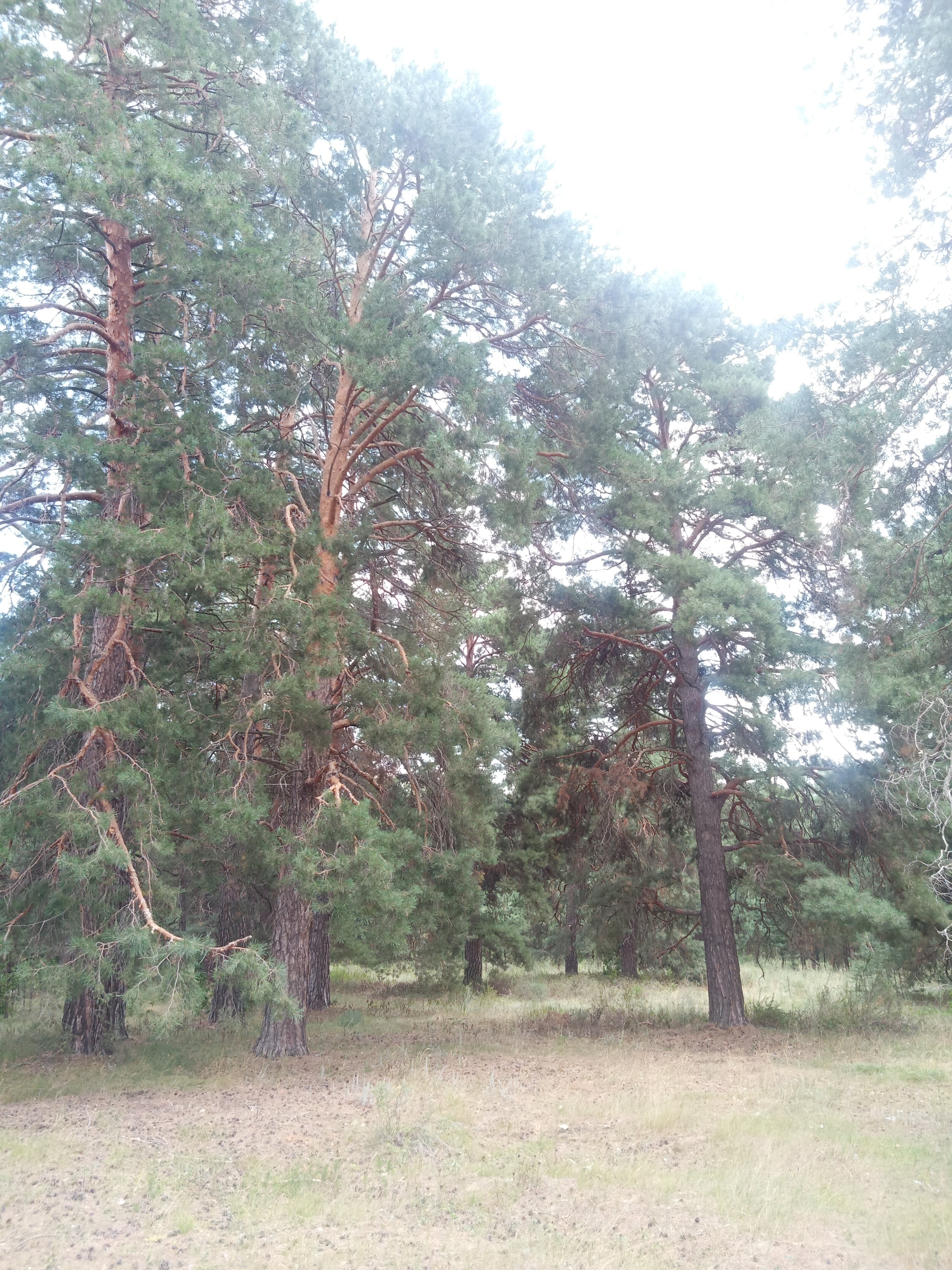 Фото Совушка