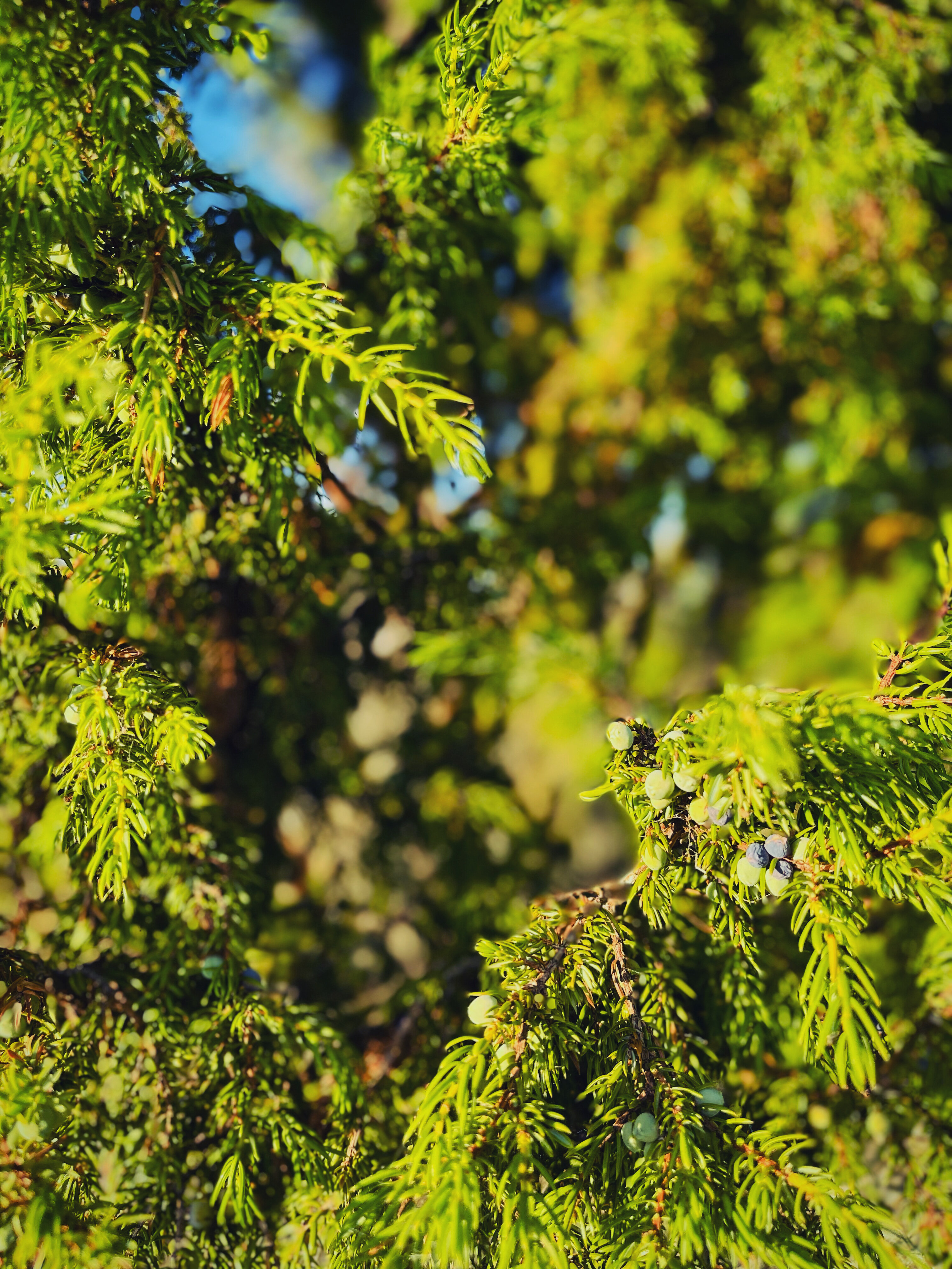 Фото Талвиоя