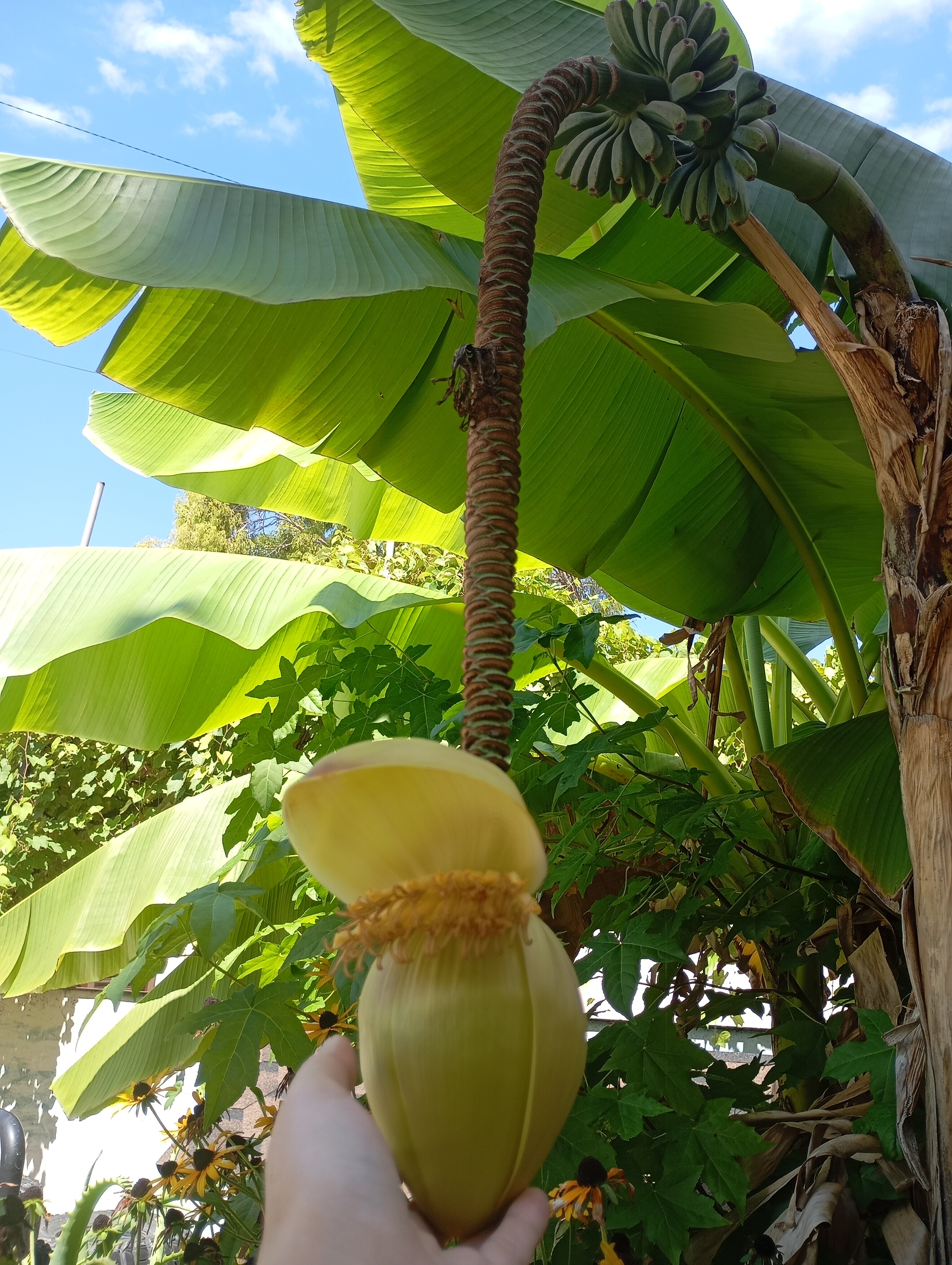 Фото Бугенвиллия